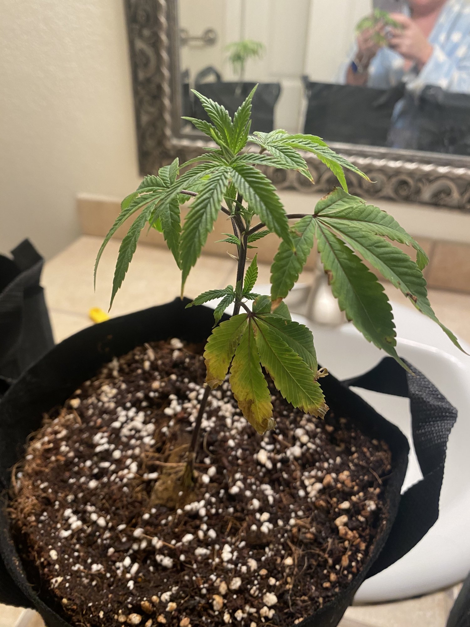 Help new to this and my ladies are sad 2