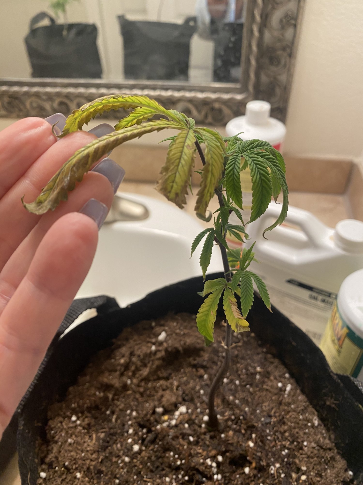 Help new to this and my ladies are sad 3