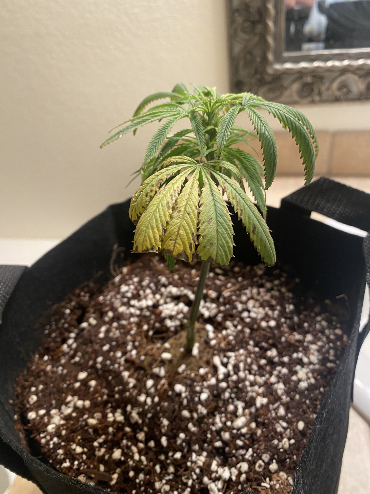 Help new to this and my ladies are sad