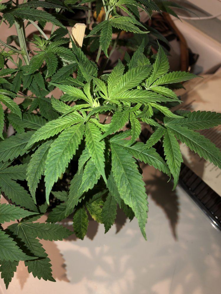 Help newbie whats wrong with my plant 2