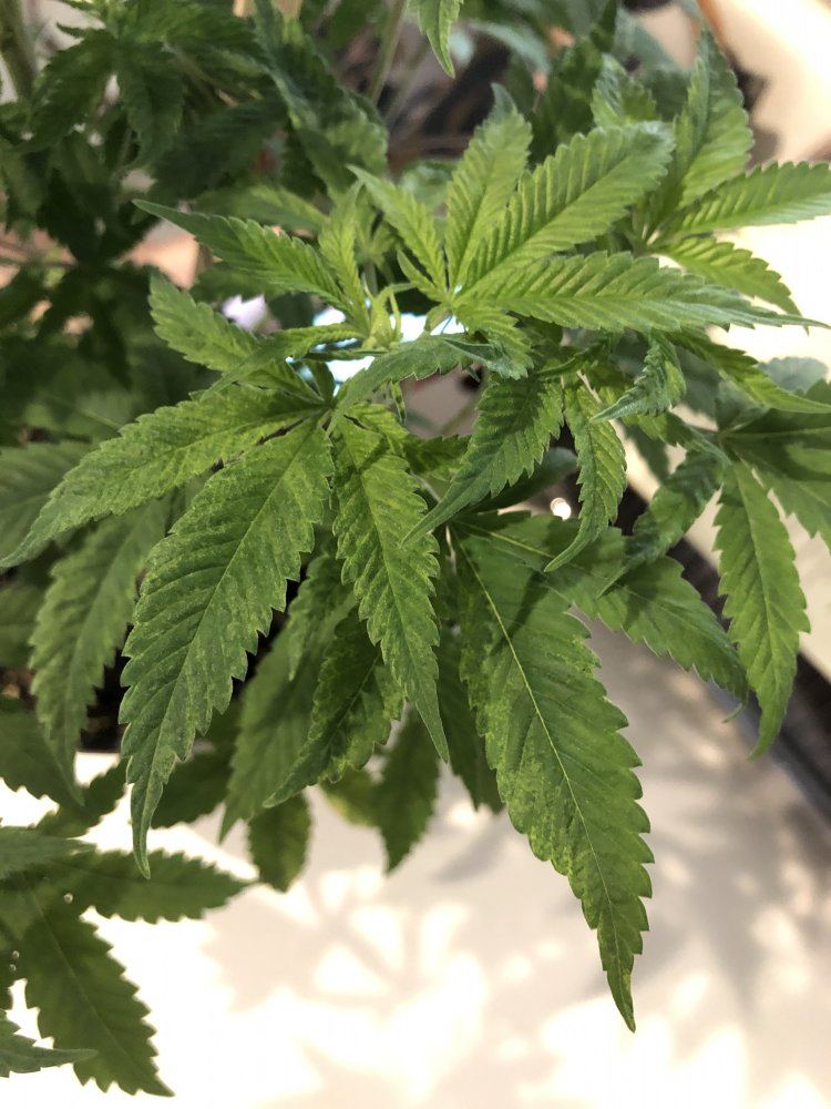 Help newbie whats wrong with my plant