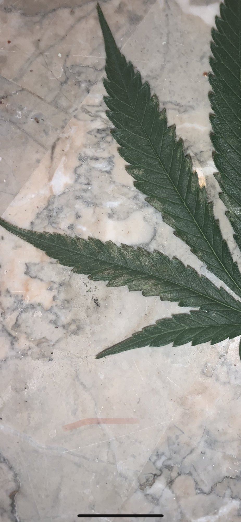 Help not sure whats causing these issues on my leaves 2
