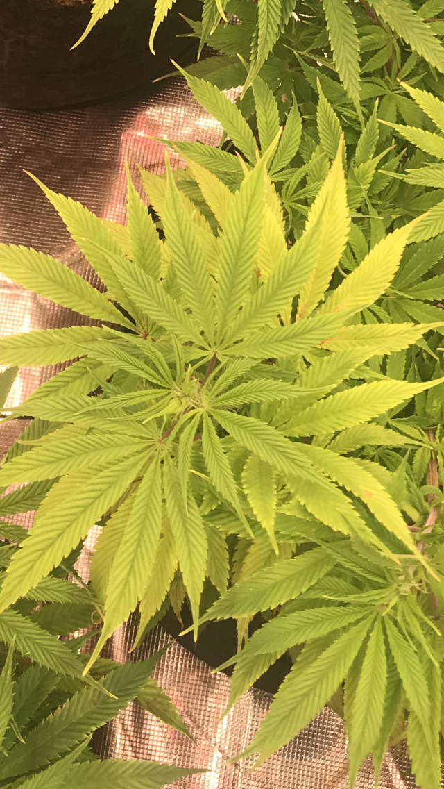 Help nutrient issue diagnosis needed 3