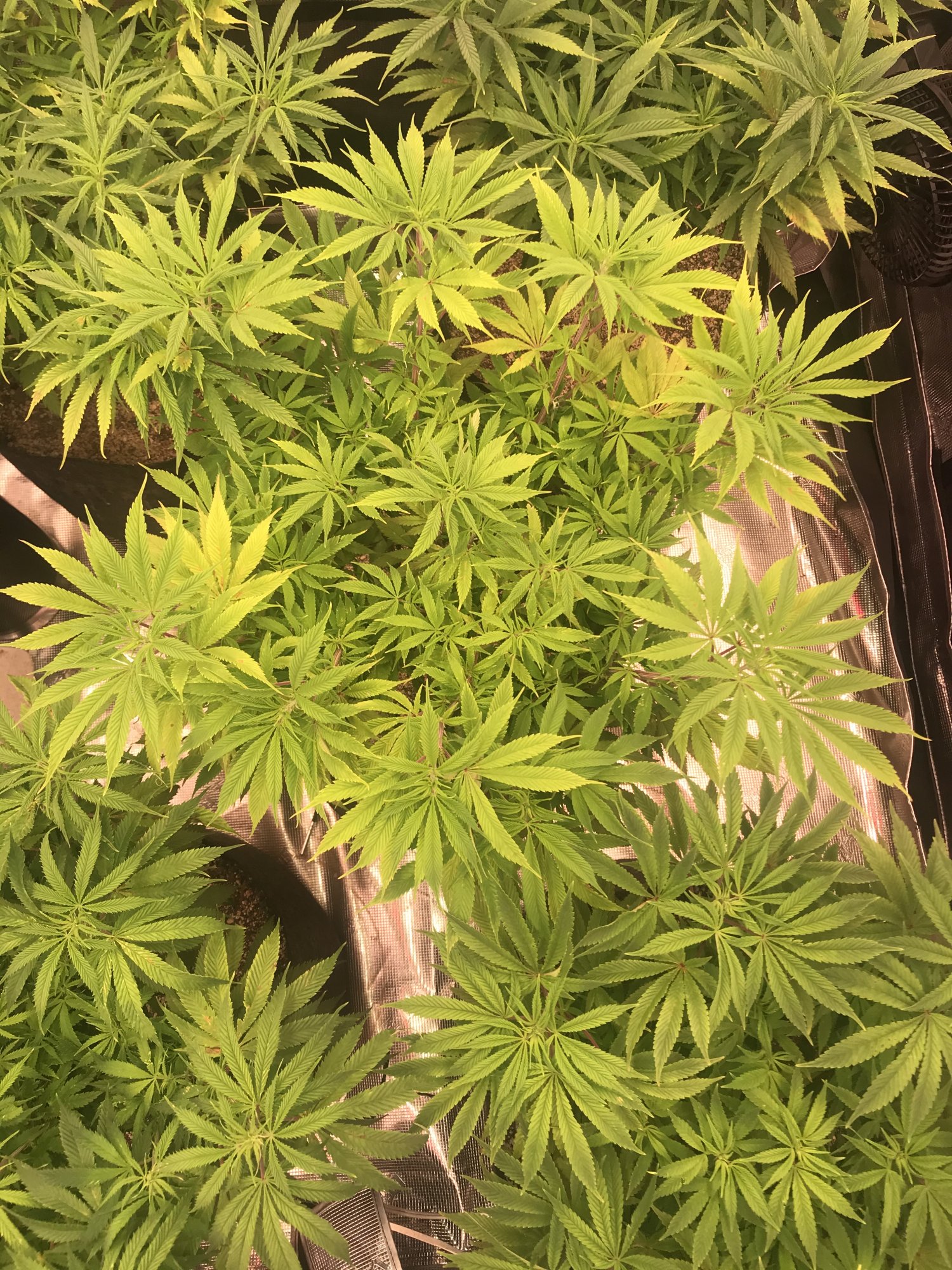 Help nutrient issue diagnosis needed 5