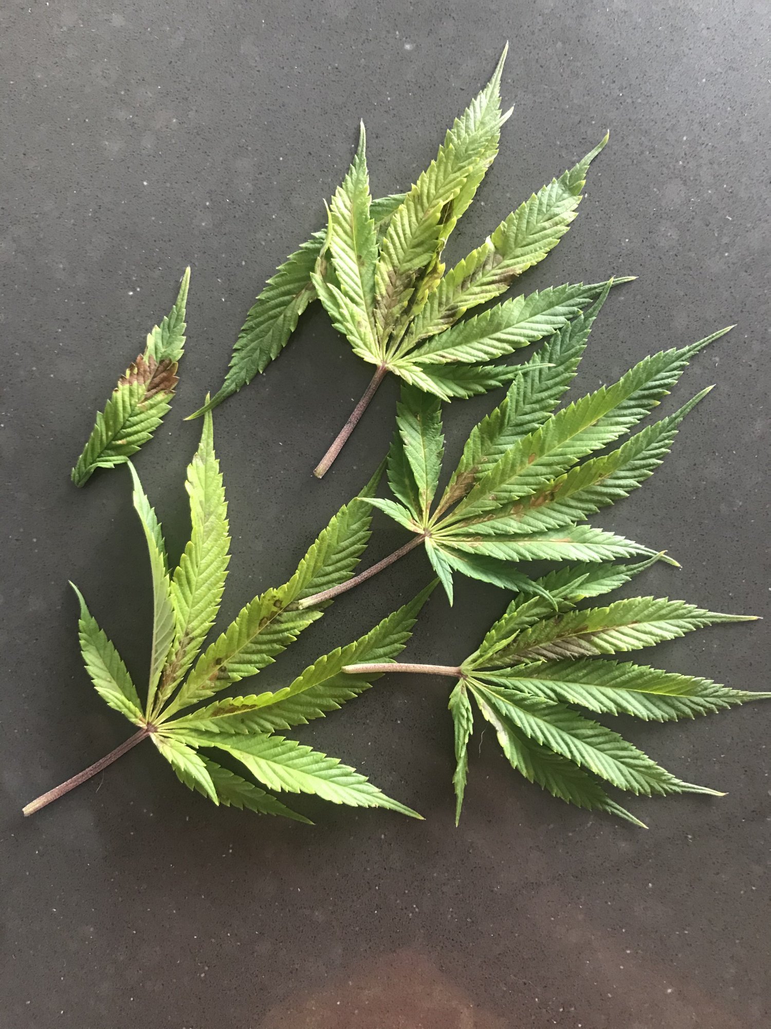Help nutrient issue diagnosis needed