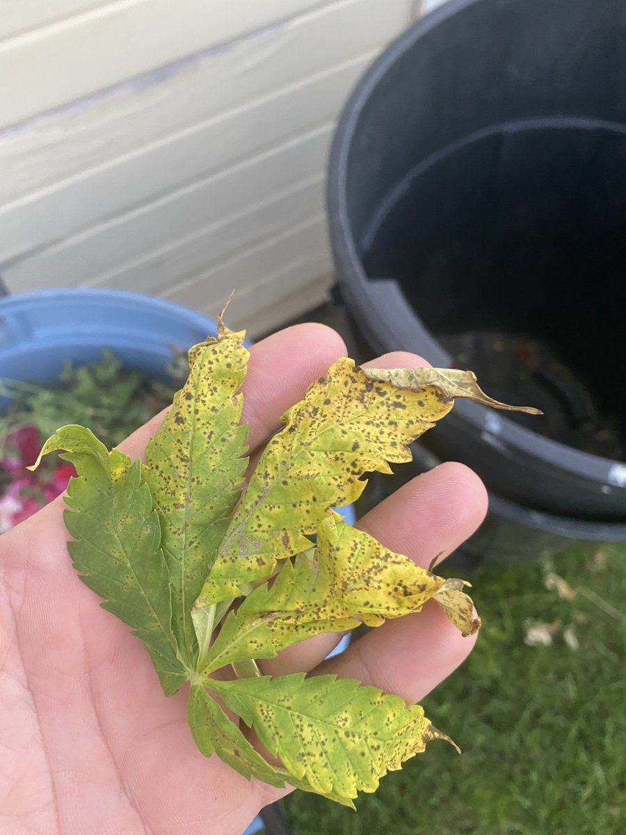 Help older leaves yellowing with brown spots 2