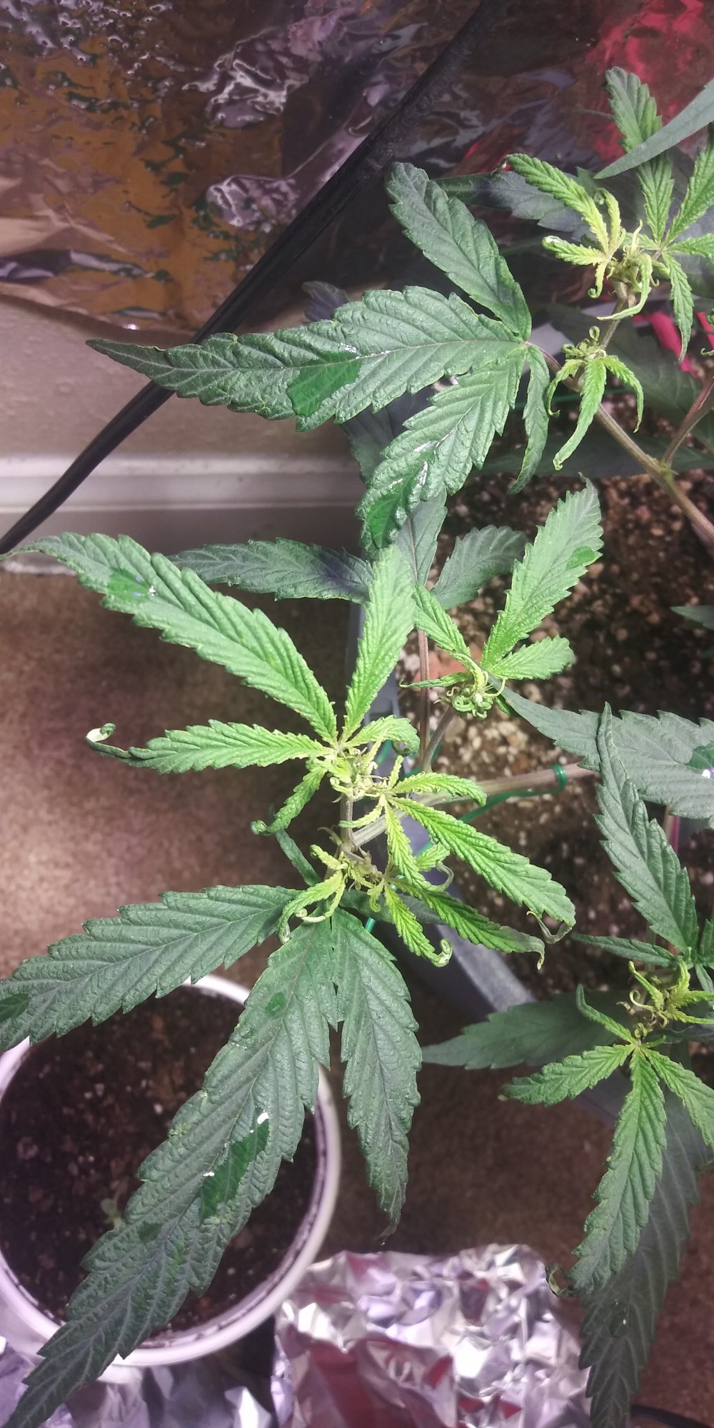 Help on my plant please