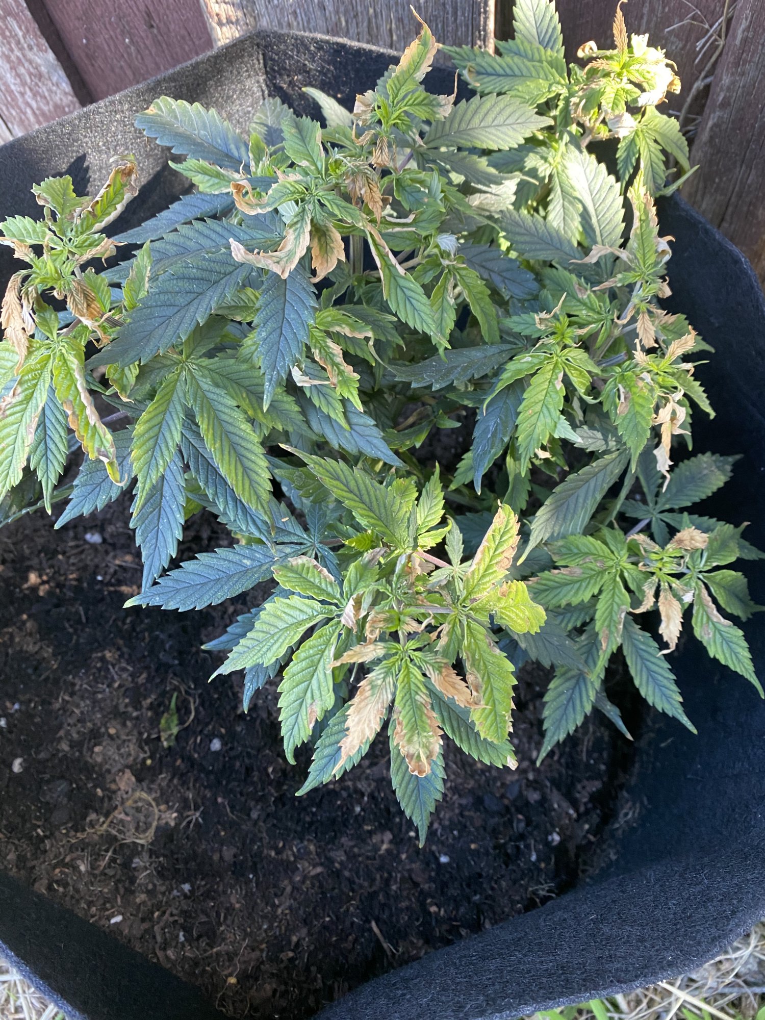 Help on my second grow