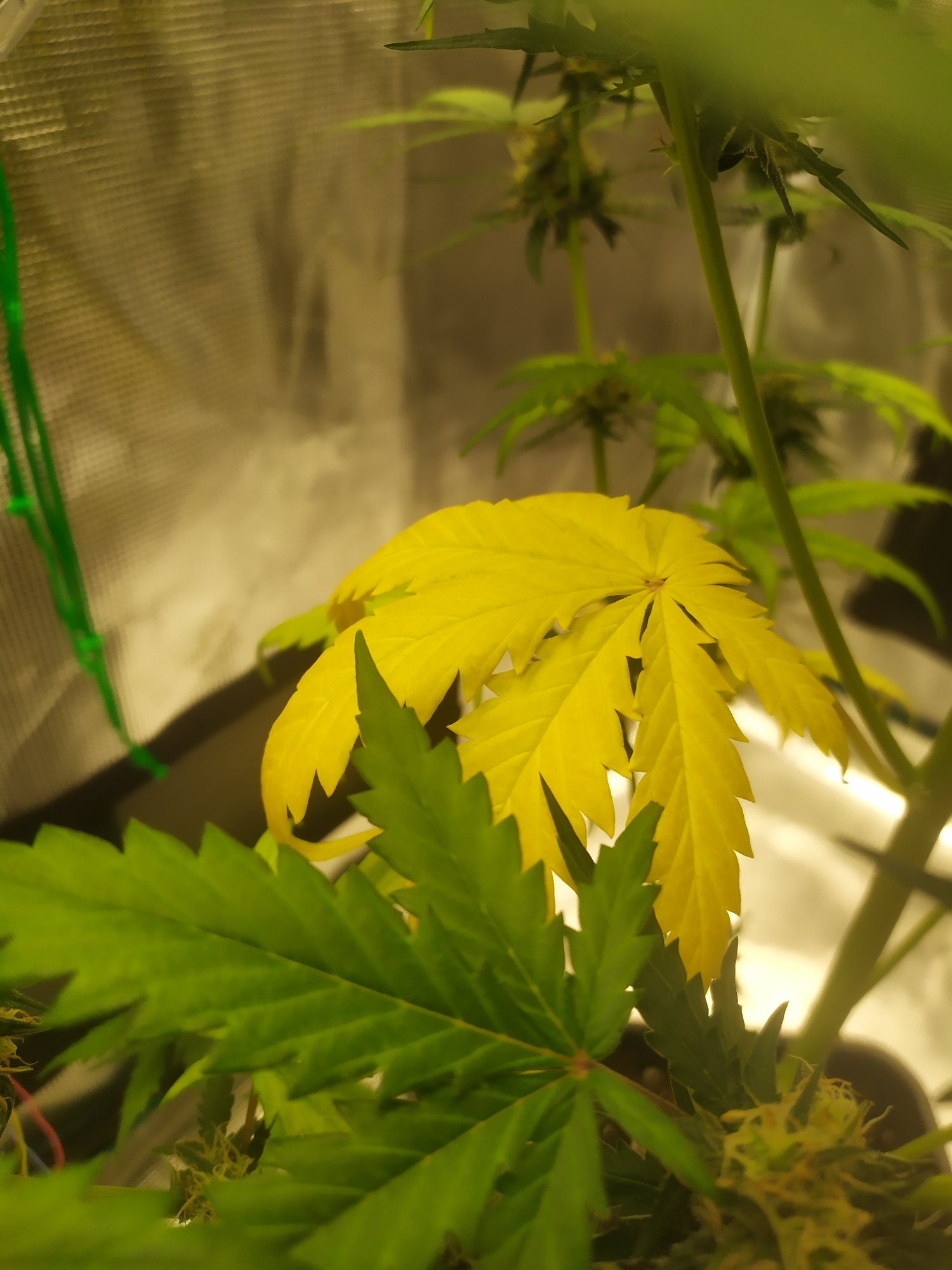 Help ph problems and deficiency 2