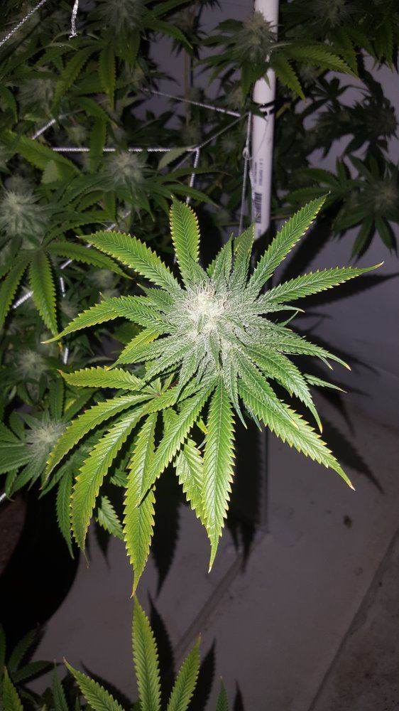 Help ph problems in runoff and plants look locked up 3