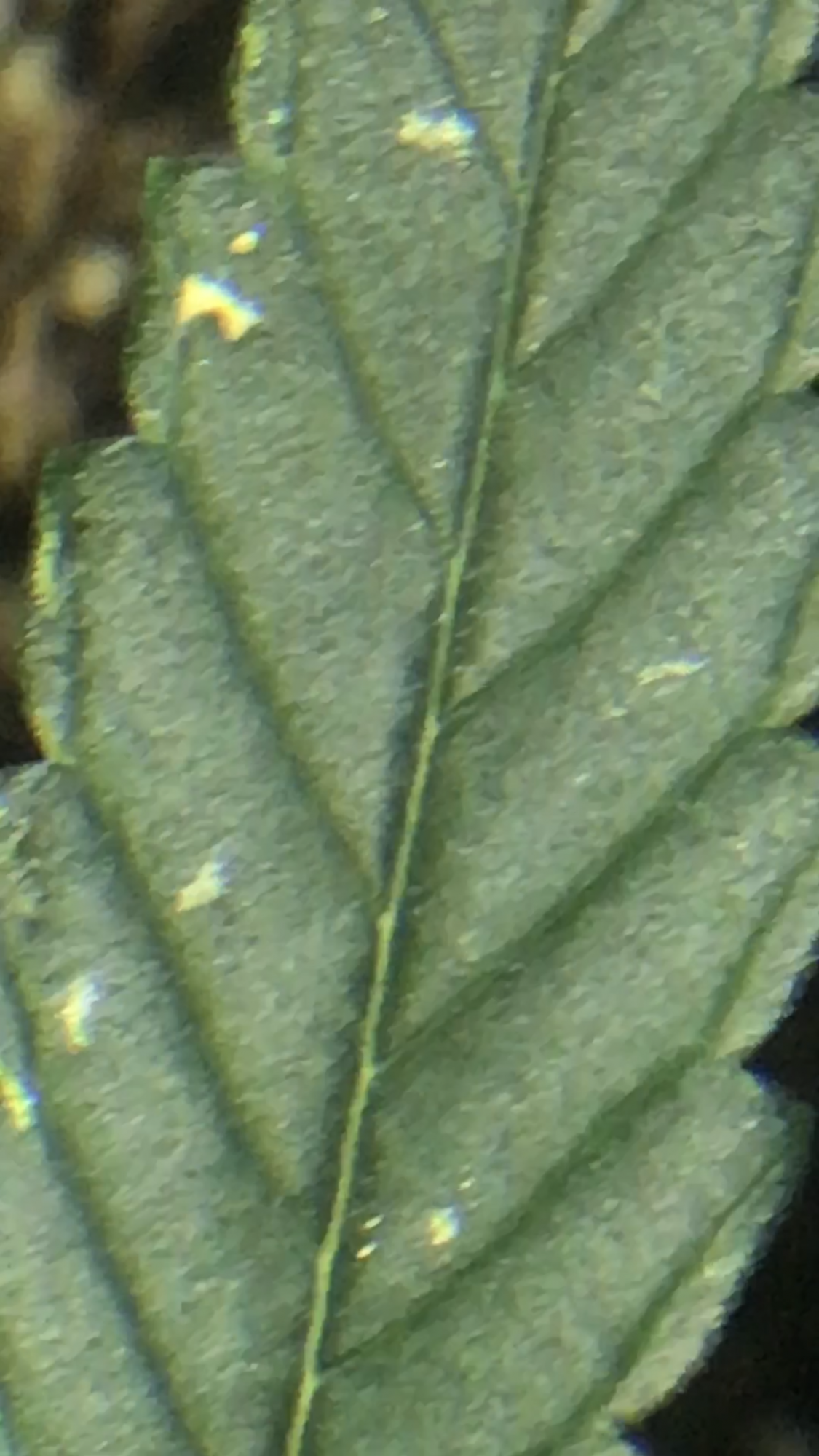 Help photos included leaf damage