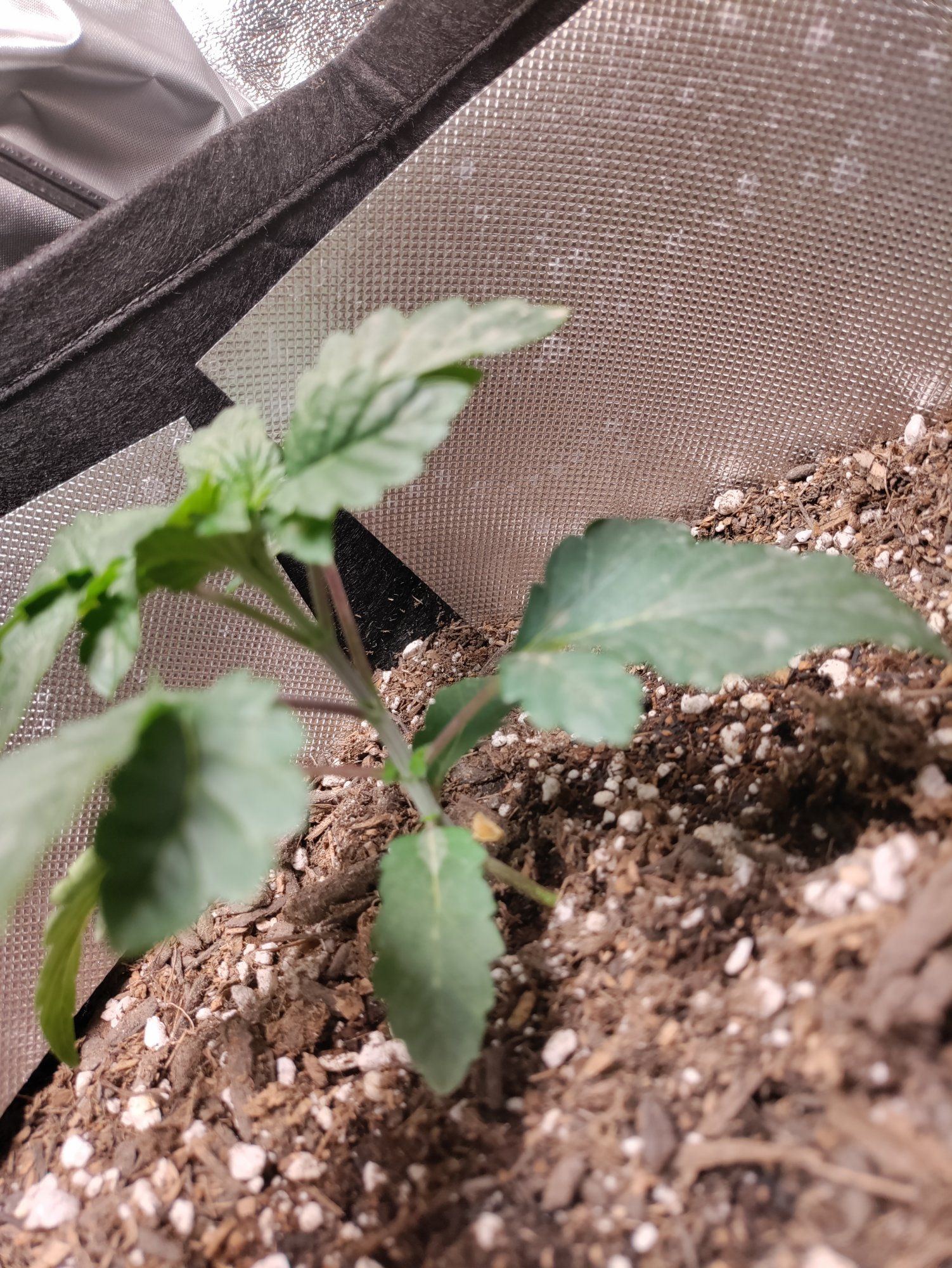 Help plant has wrinkled leaves and its growth slowed down 2