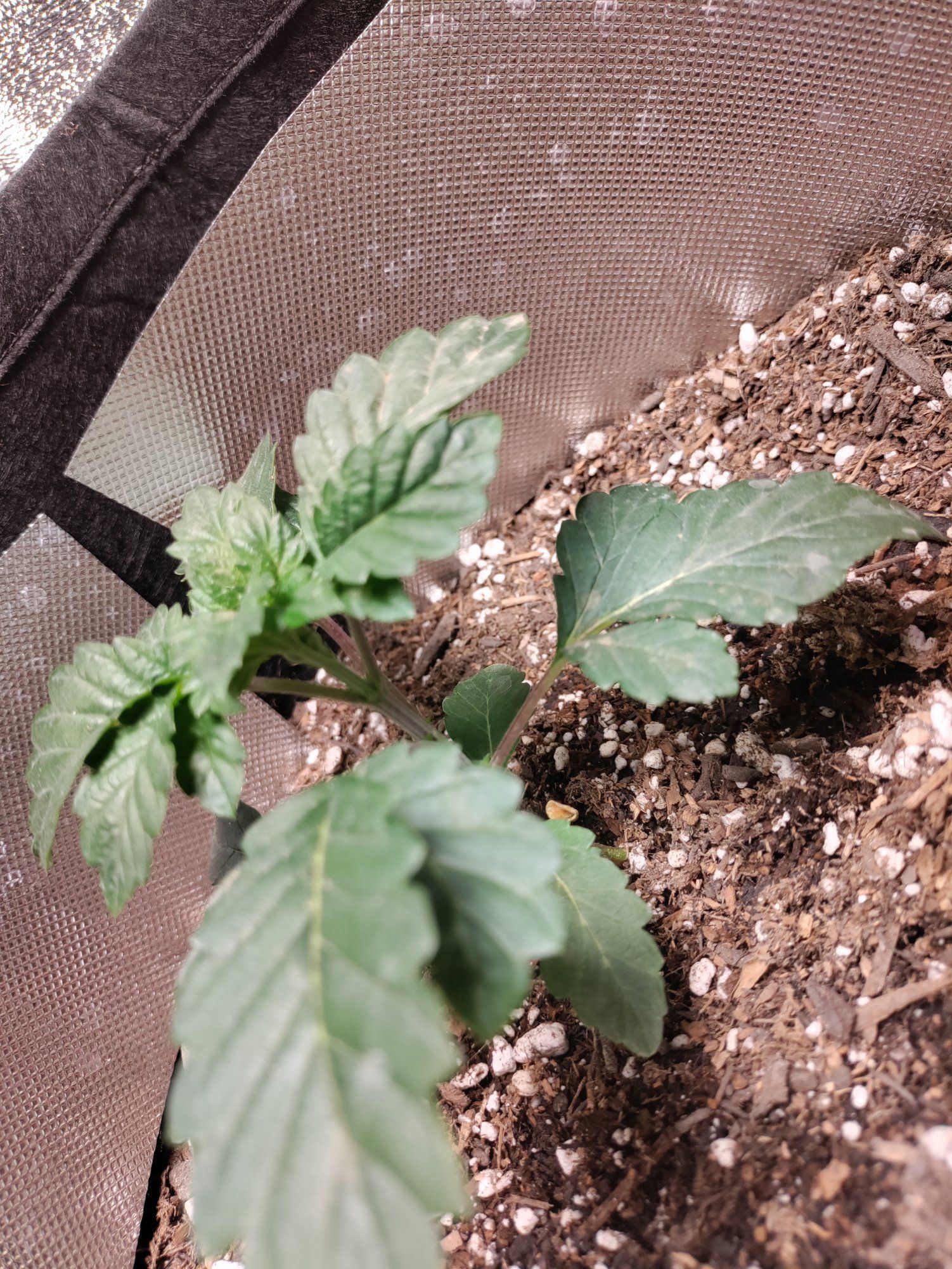 Help plant has wrinkled leaves and its growth slowed down 3