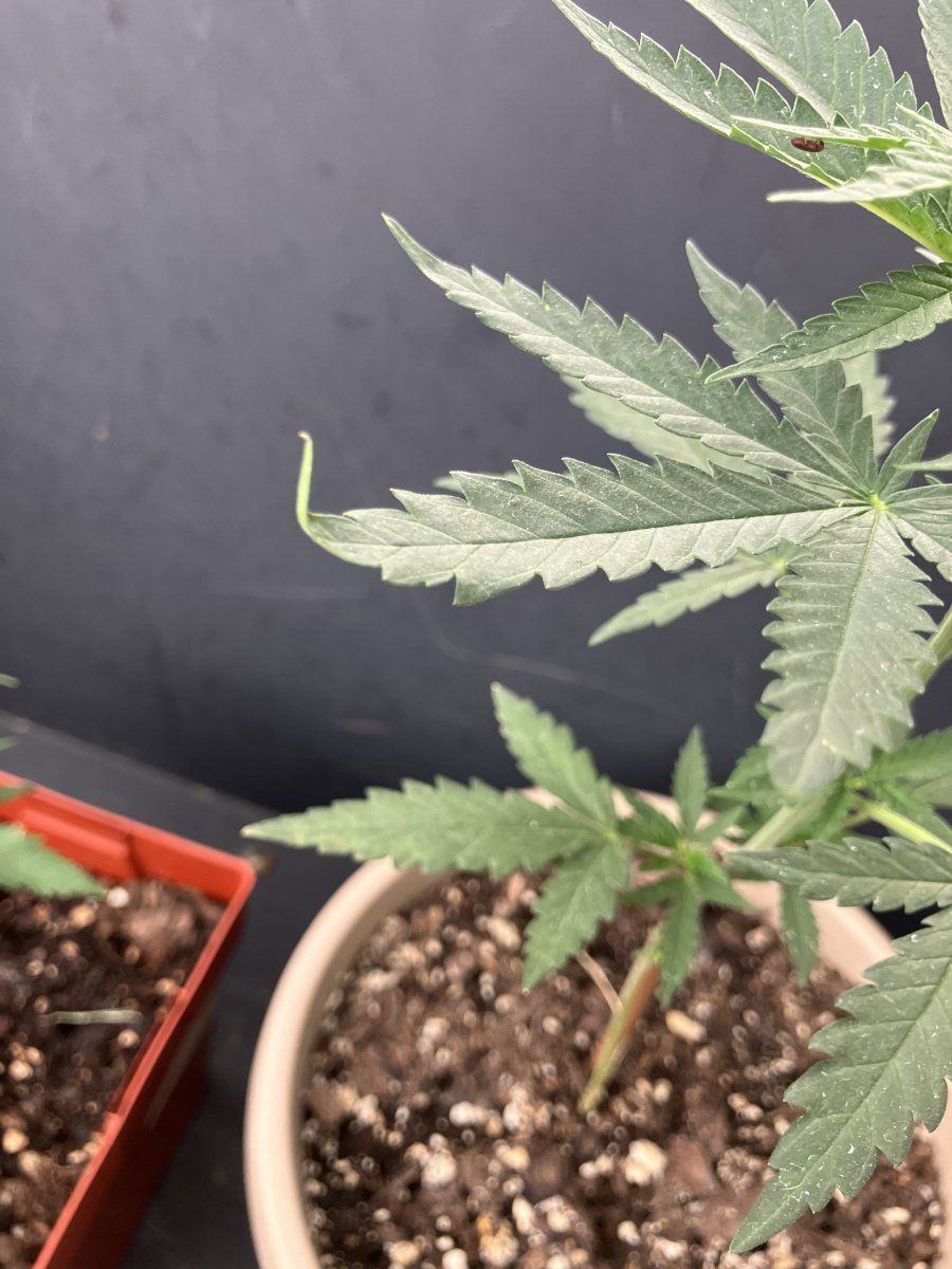Help plants looking a lil rough 3