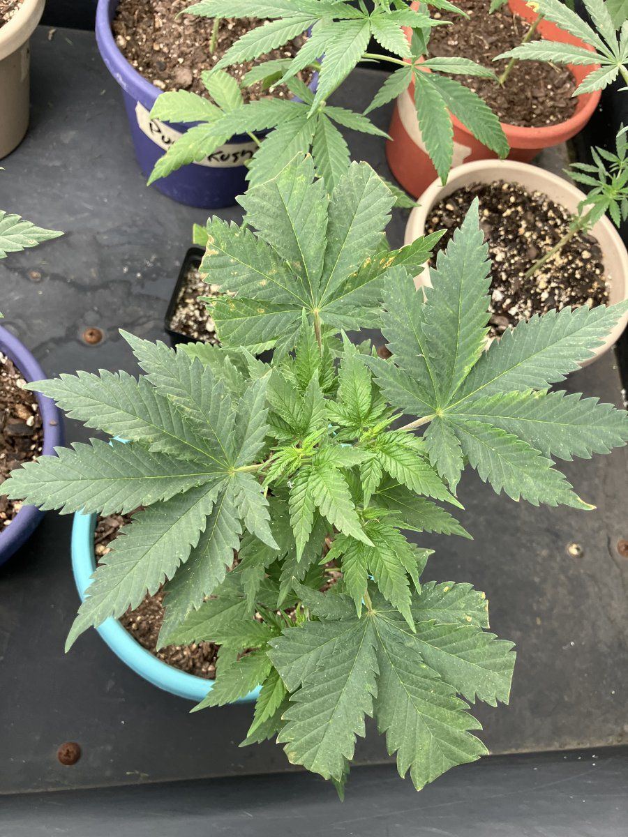Help plants looking a lil rough 4