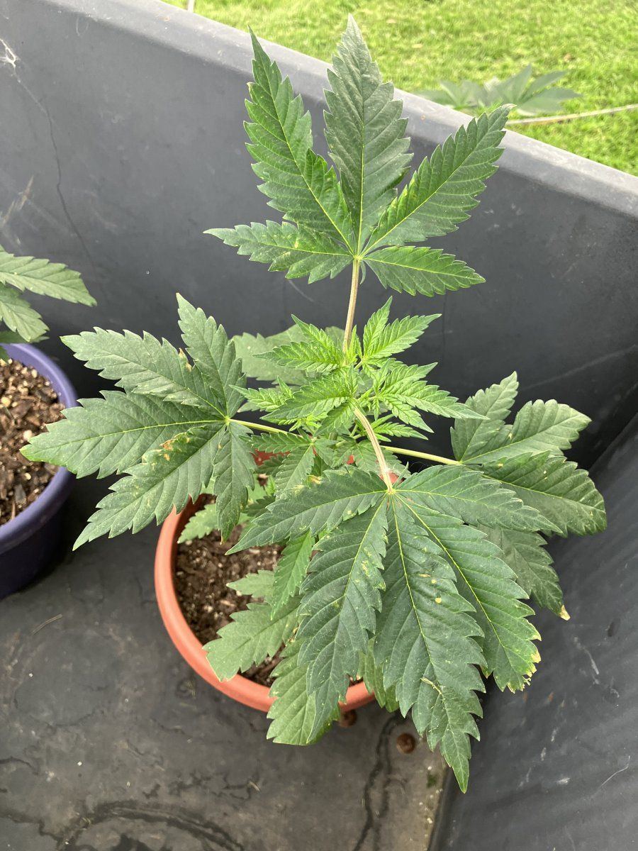 Help plants looking a lil rough 5