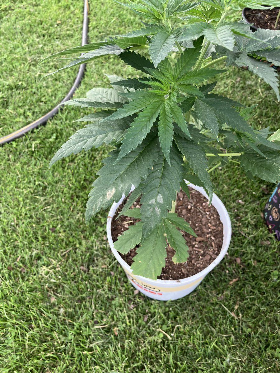 Help plants looking a lil rough 8
