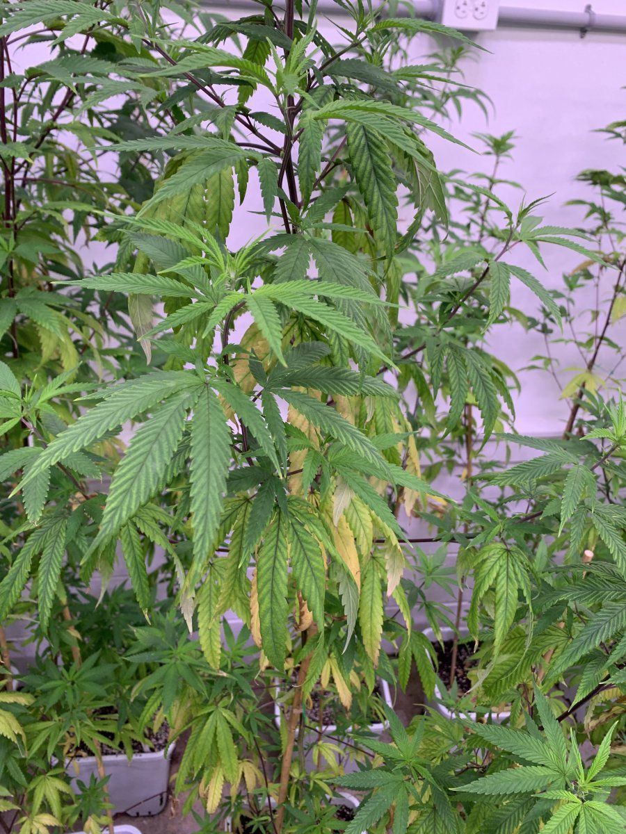 Help plants wilting and yellowing 3