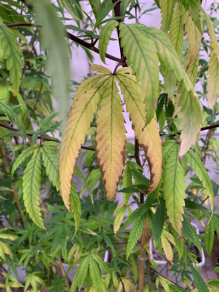 Help plants wilting and yellowing 4