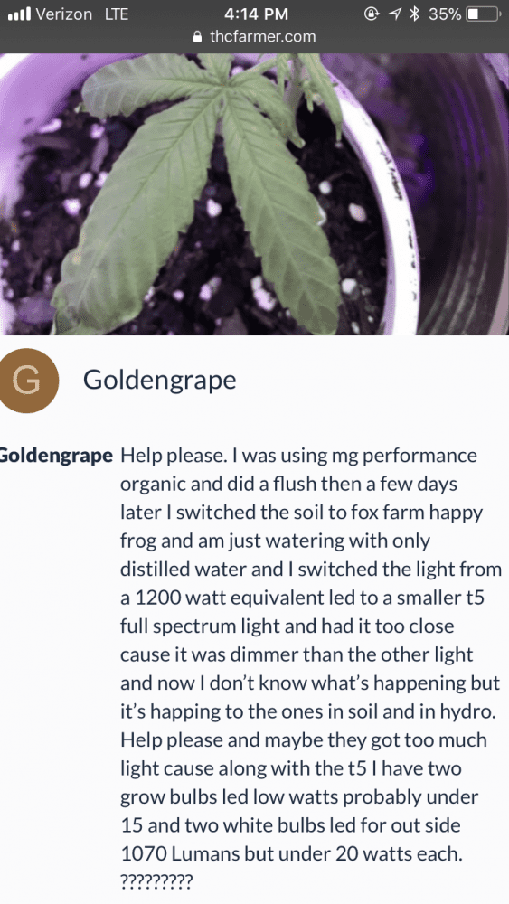 Goldengrape on THCFarmer : 