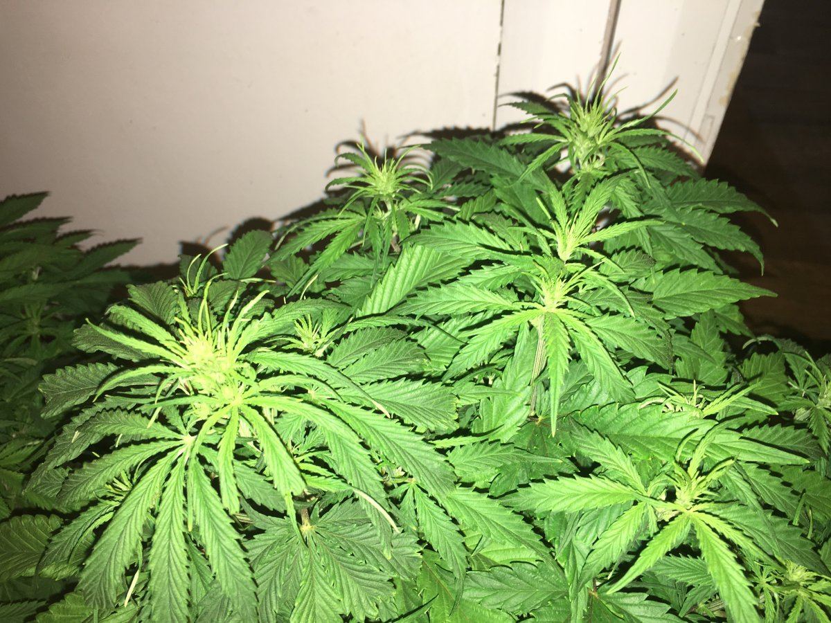 Help please do these plants look like they are in flower 2