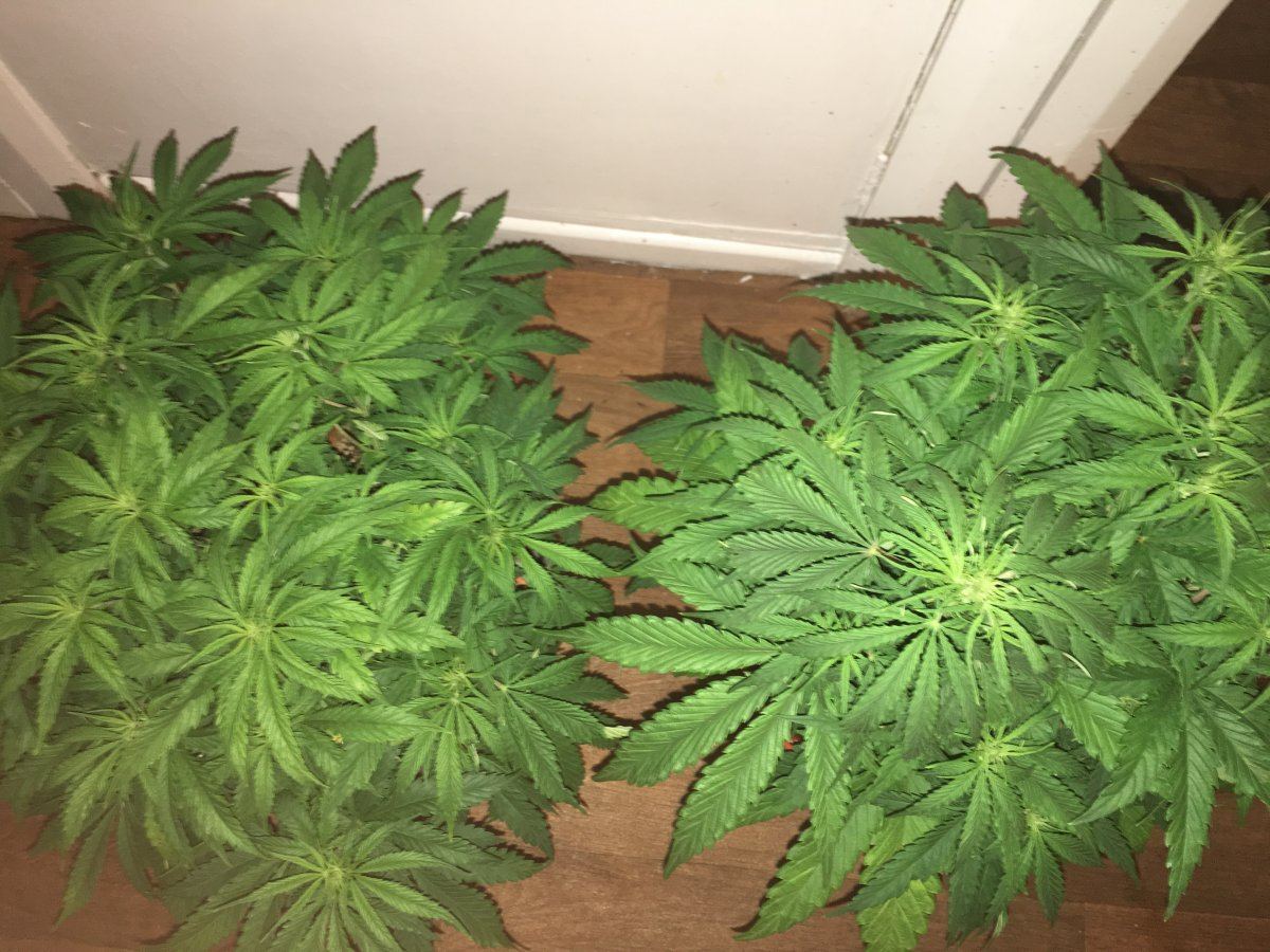 Help please do these plants look like they are in flower 3