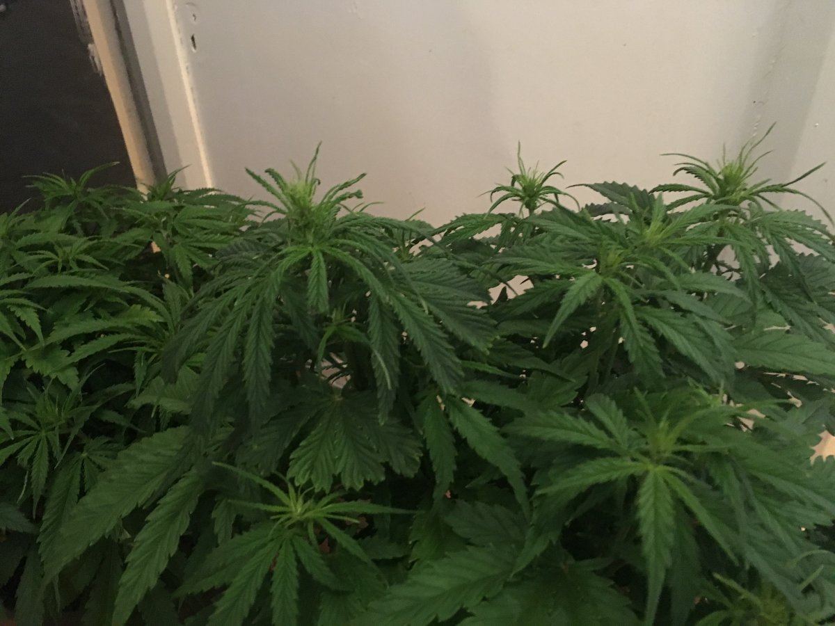 Help please do these plants look like they are in flower