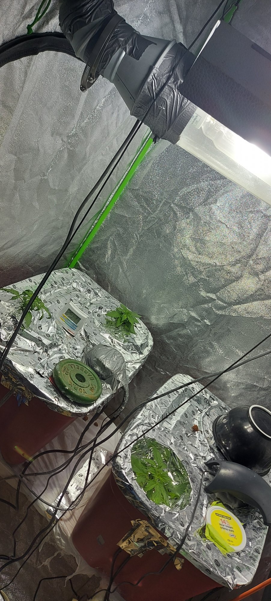 Help please first dwc grow  one plant very sick one plant looks healthy 4