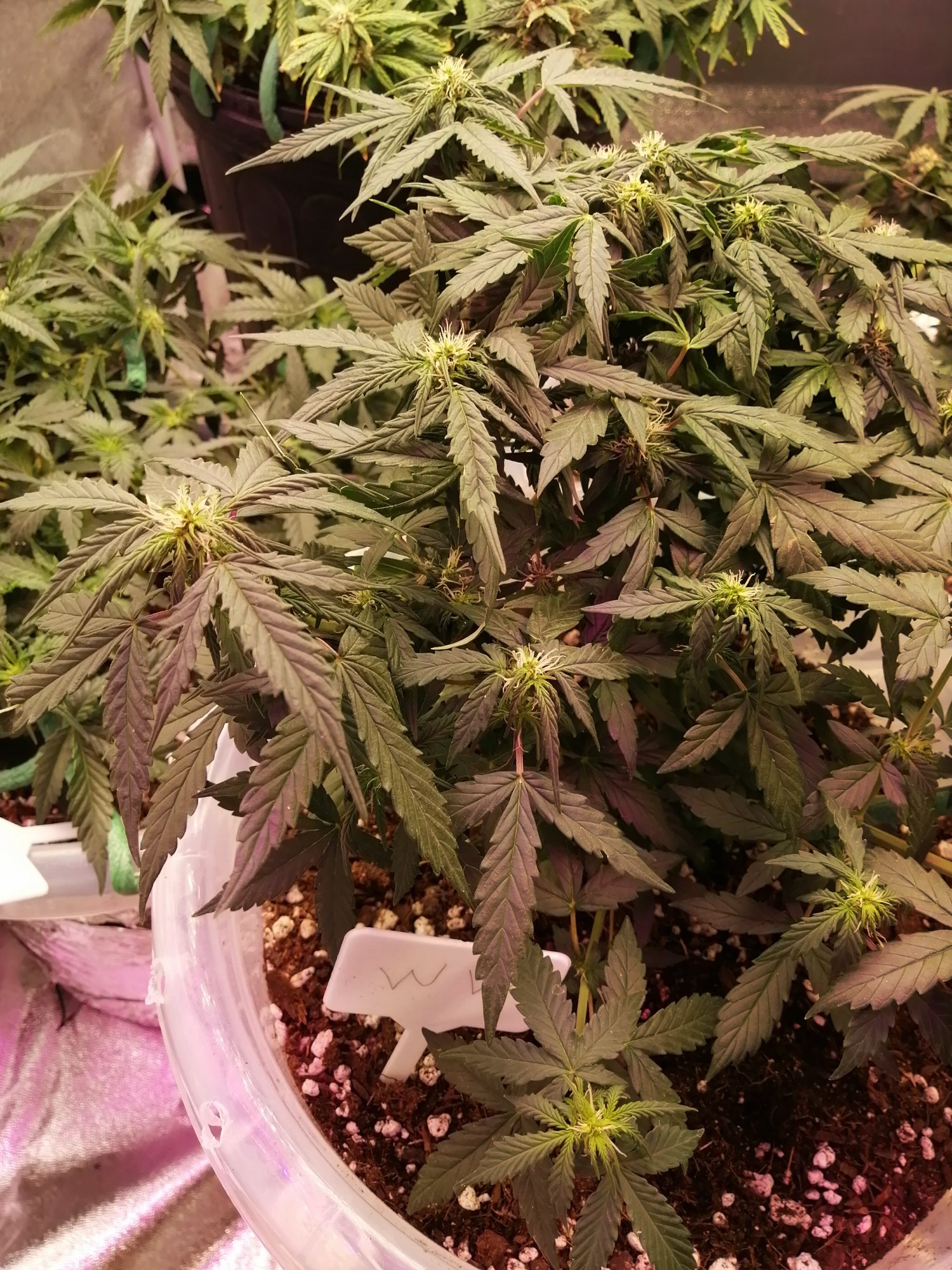 Help please first grow overwatered under watered 3