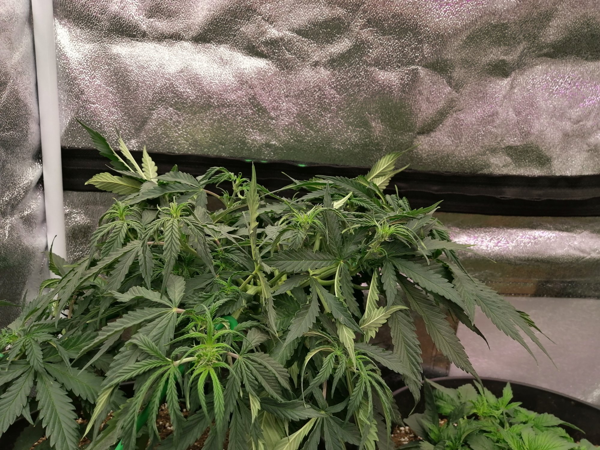 Help please first grow overwatered under watered 4