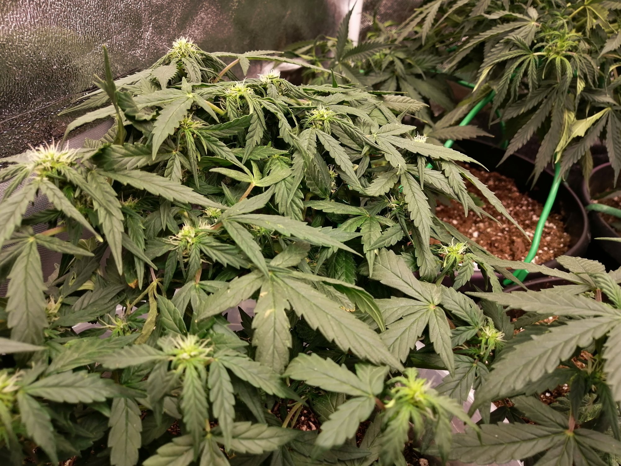 Help please first grow overwatered under watered 5
