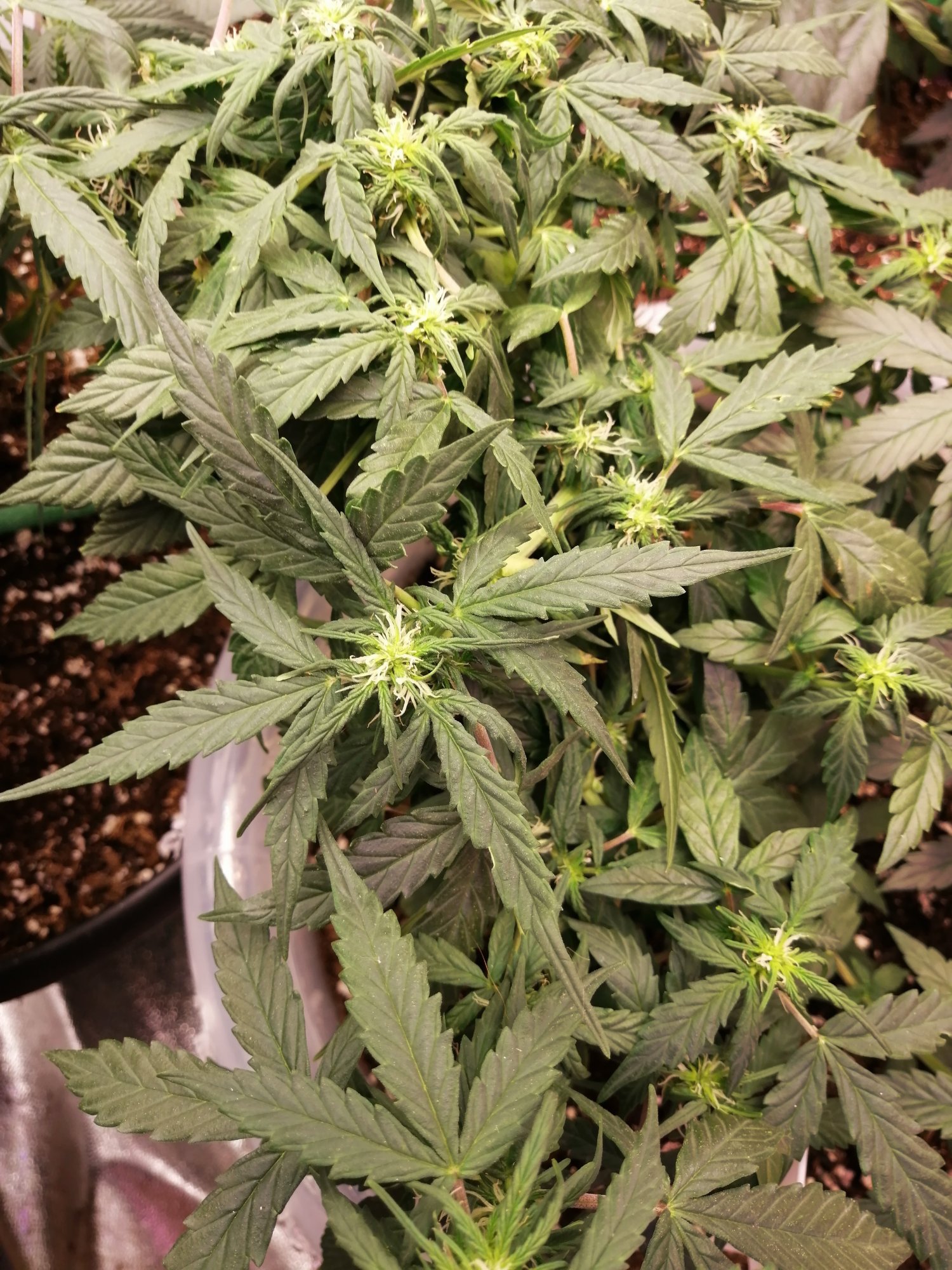 Help please first grow overwatered under watered 6