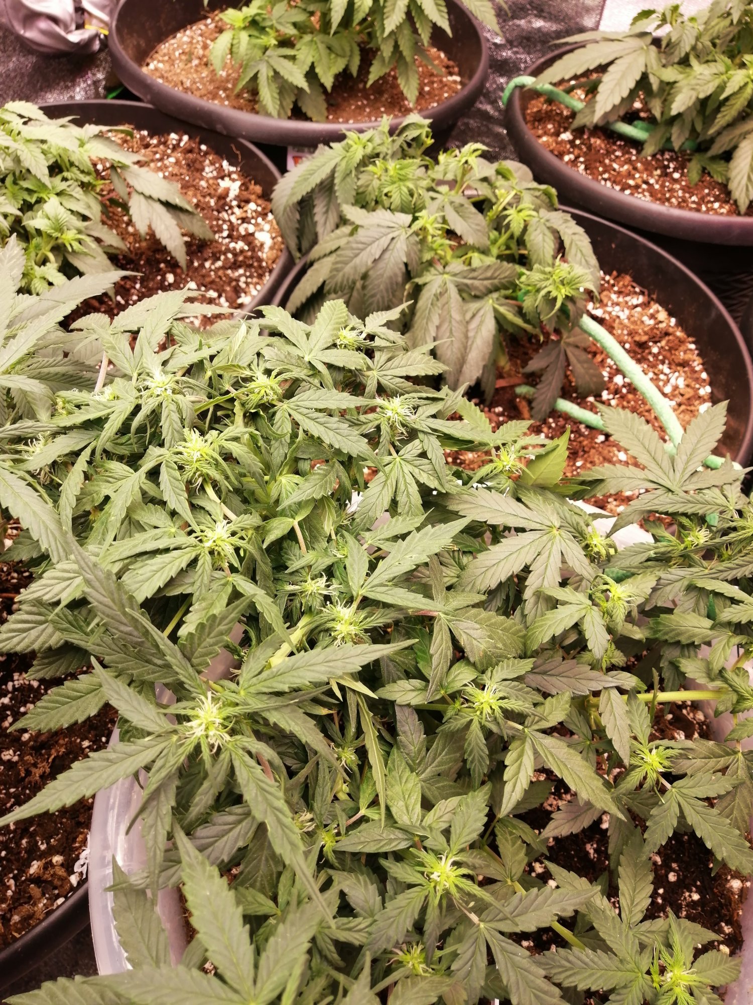Help please first grow overwatered under watered 7