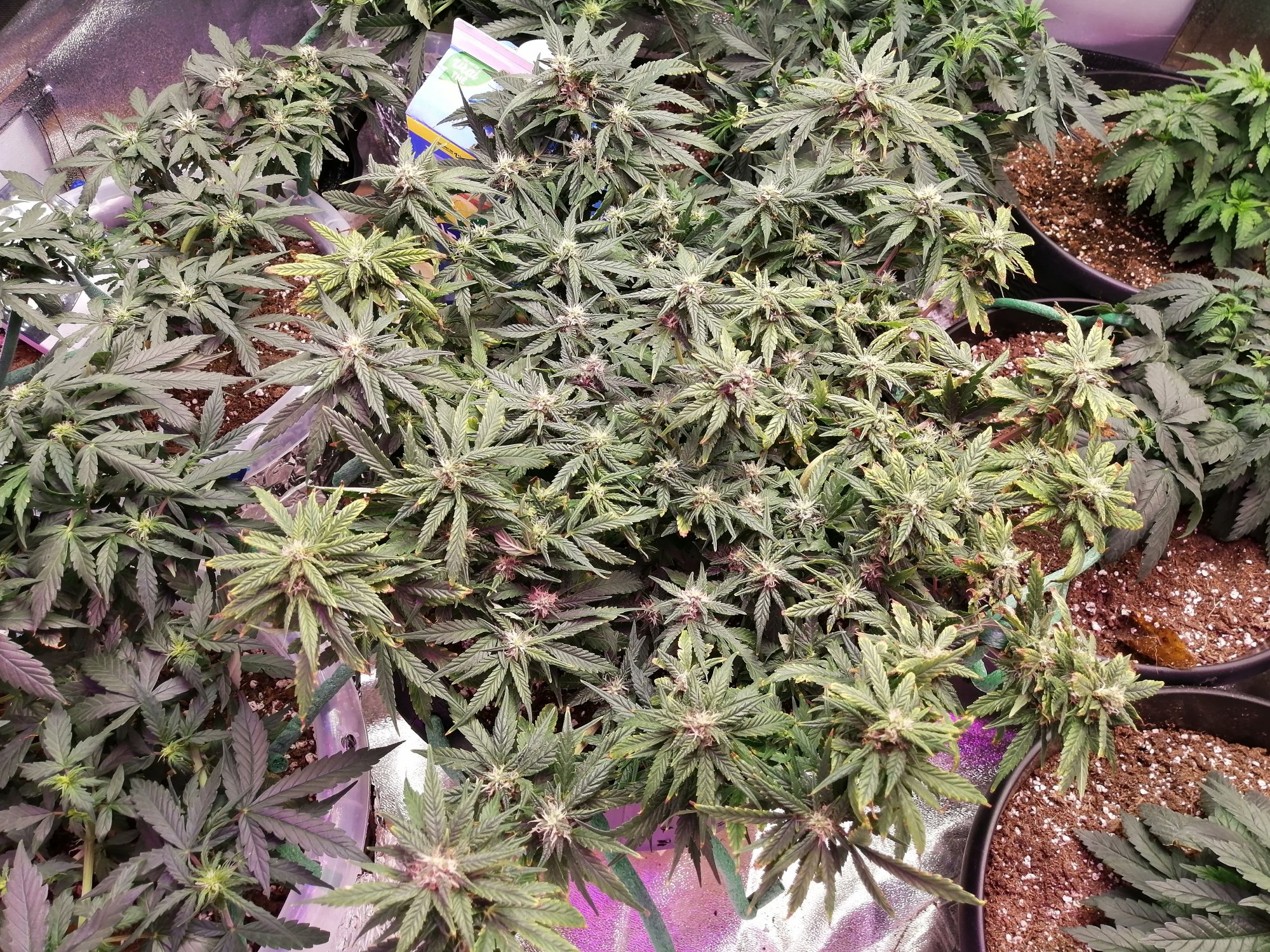Help please first grow overwatered under watered 8