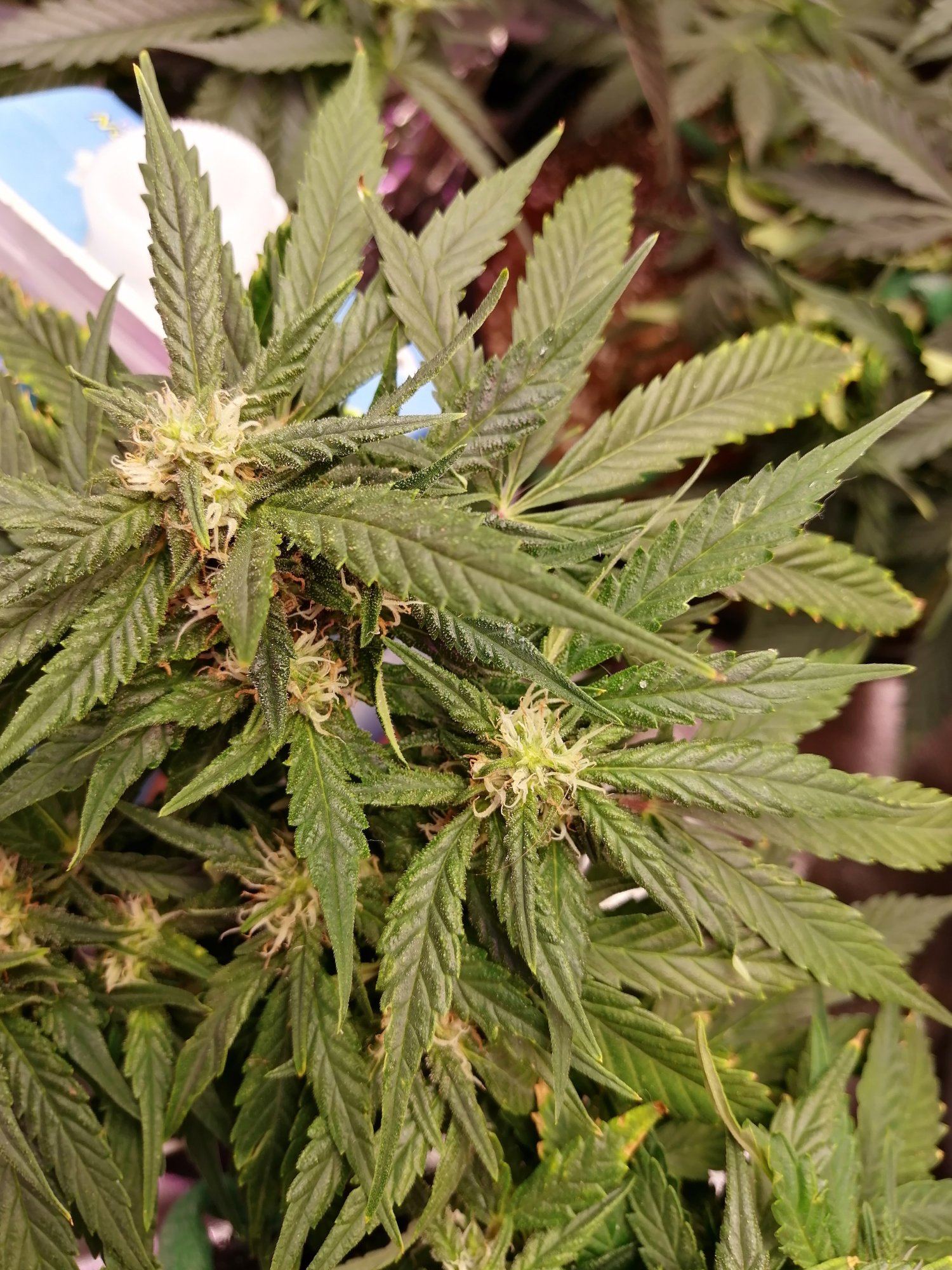 Help please first grow overwatered under watered 9
