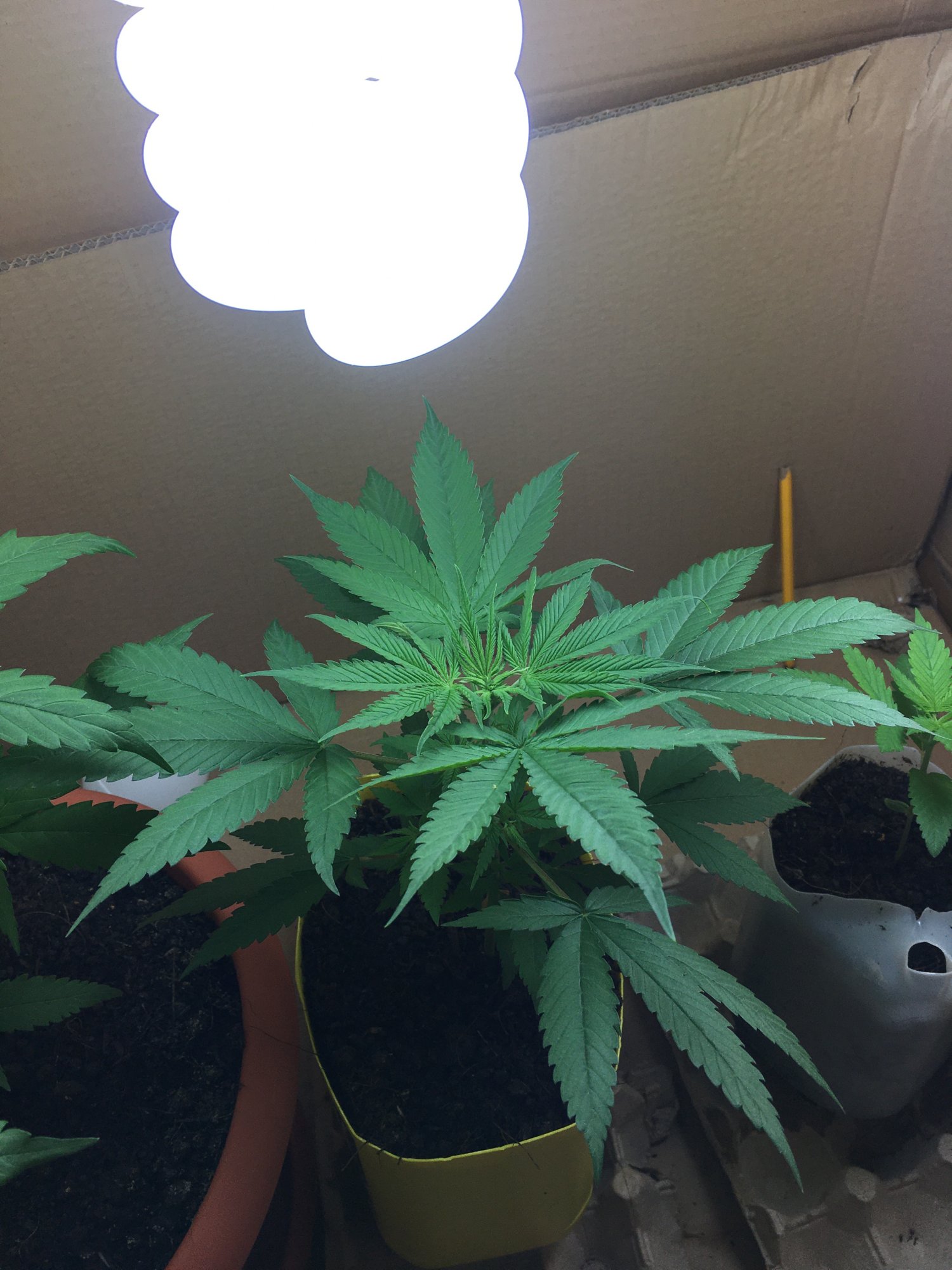 Help please first time grow bag seeds so just experimenting 2