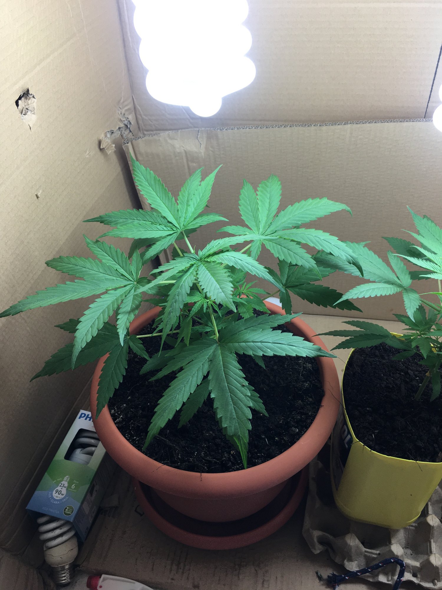 Help please first time grow bag seeds so just experimenting