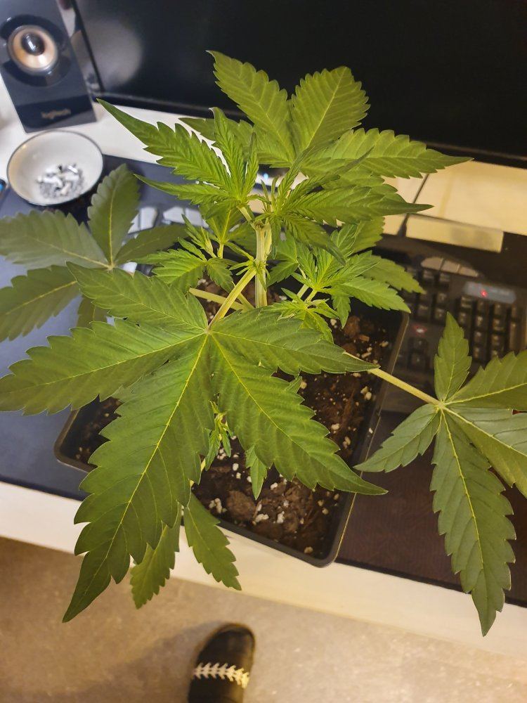 Help please i think this is overfeeding slightly burned tips 7