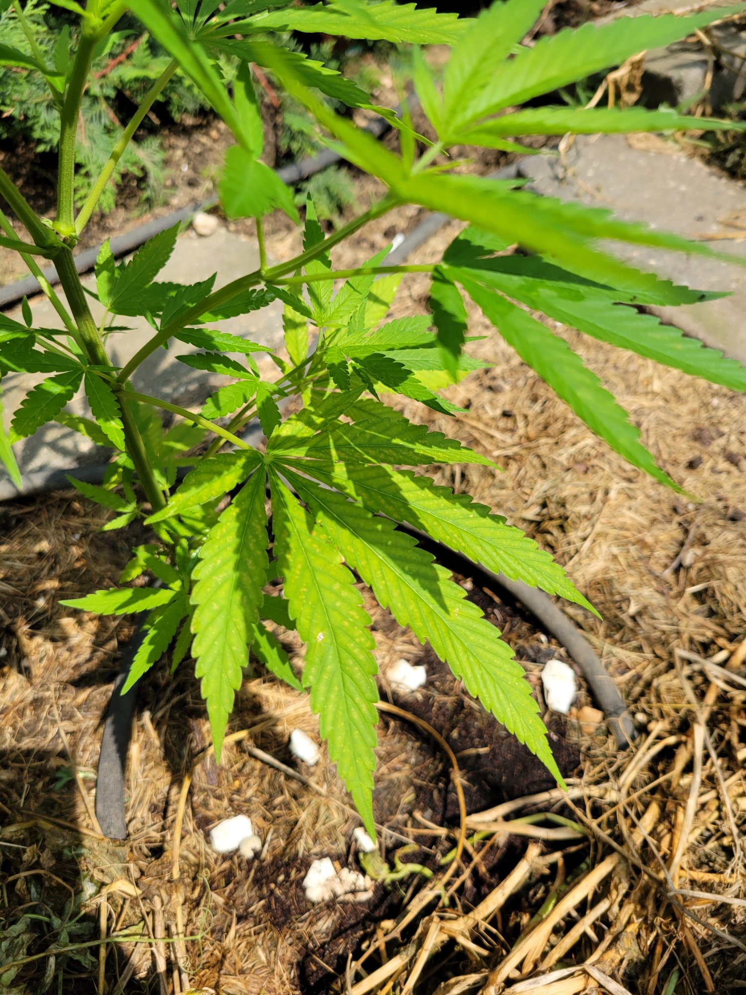 Help please identifying nutes problem 3