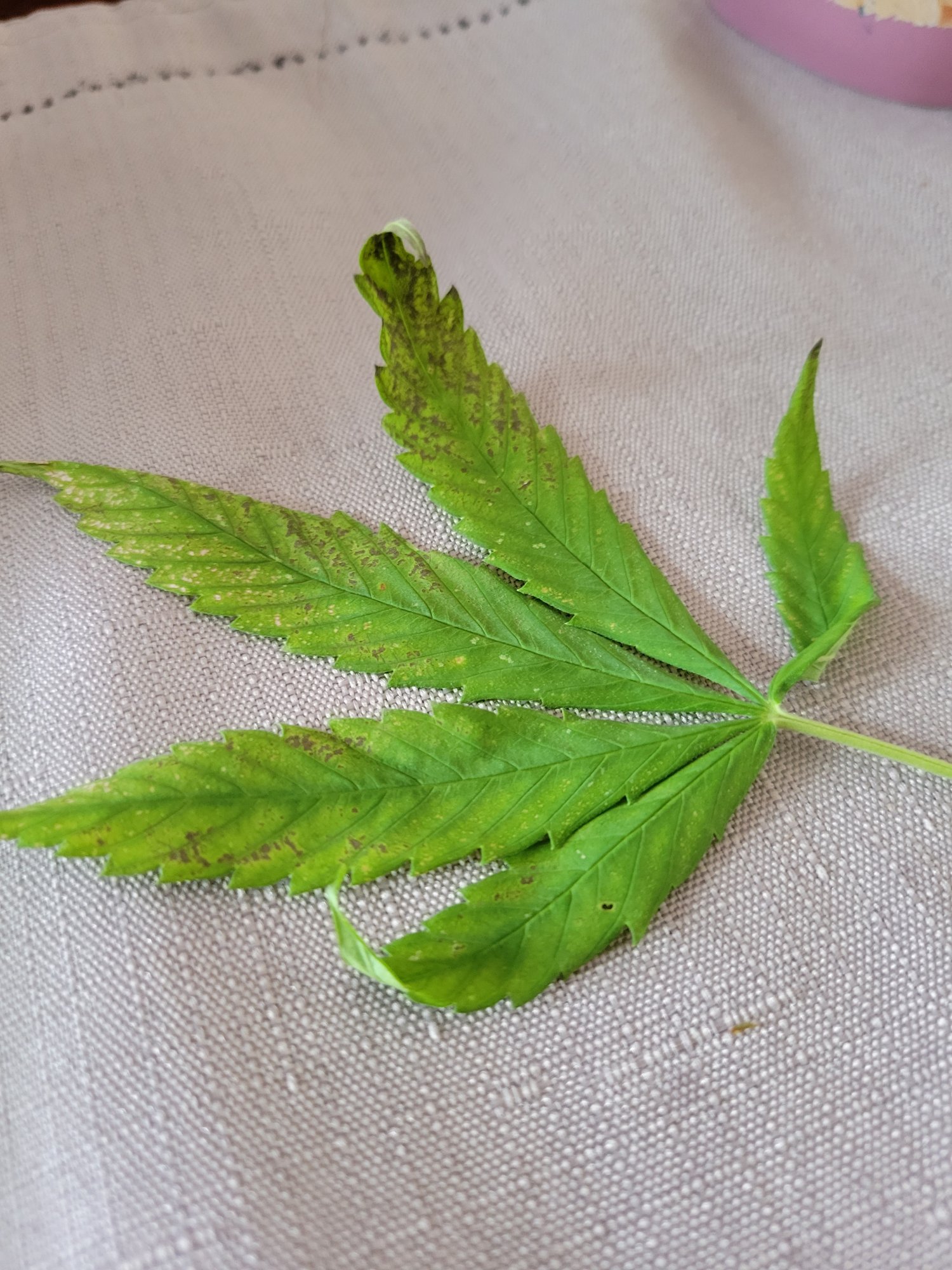 Help please identifying nutes problem