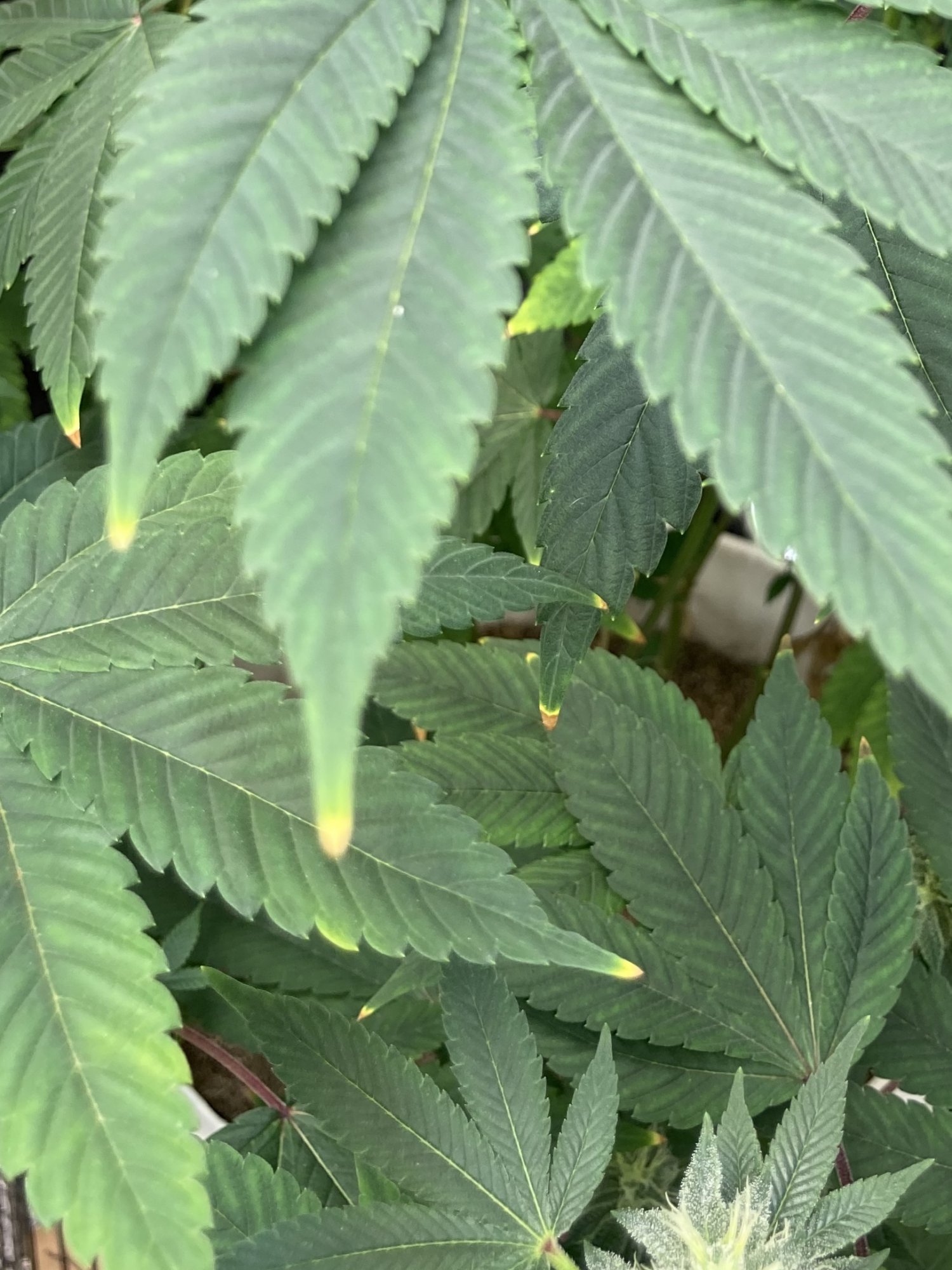 Help please  is this a male 4