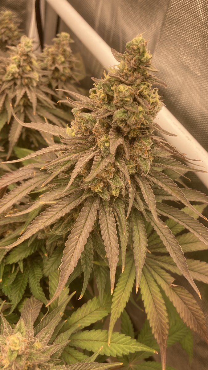 Help please late flowering any advice 2