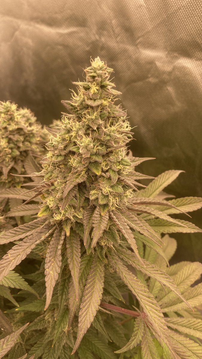Help please late flowering any advice