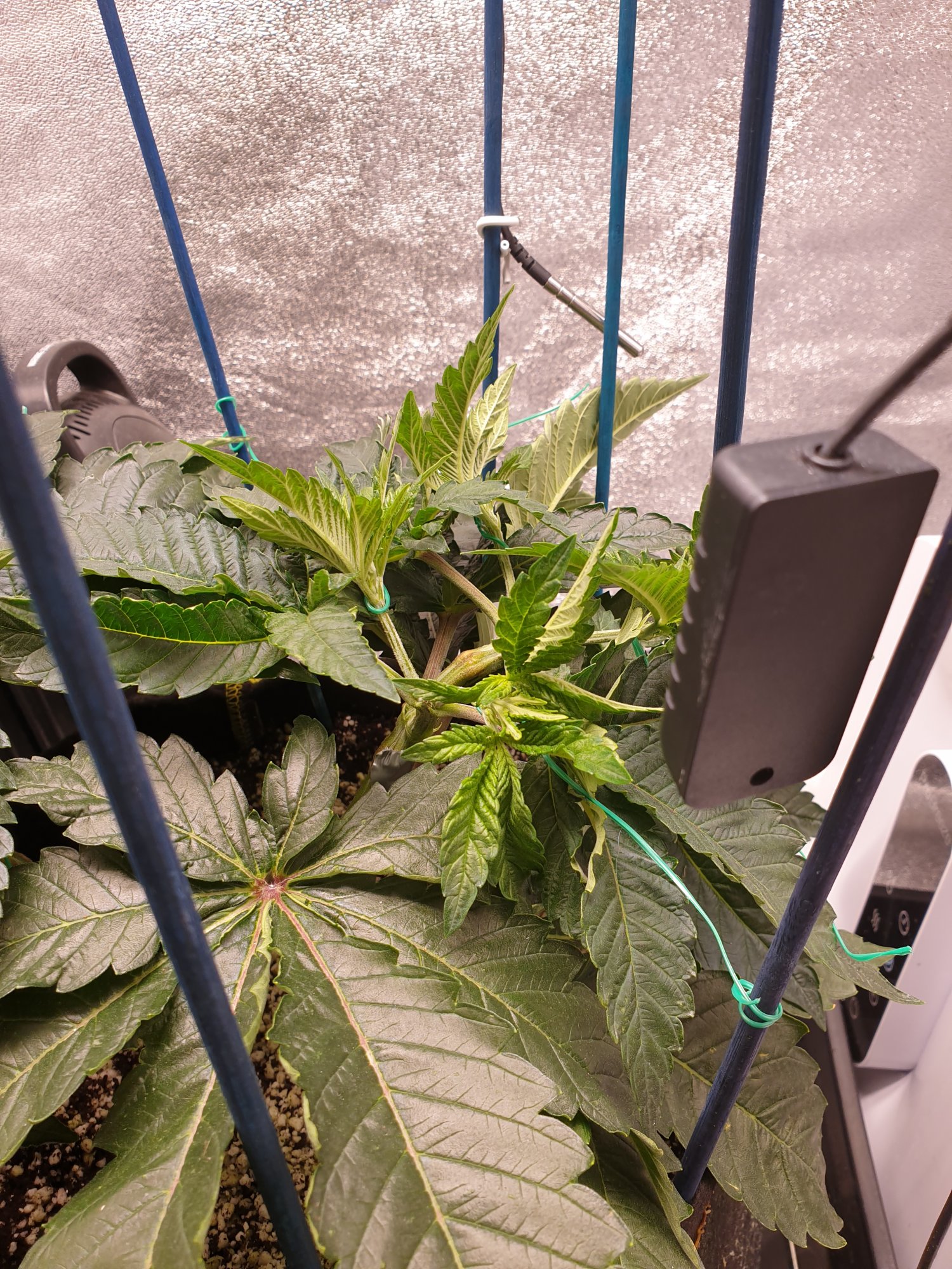 Help please new ish grower after some advice 2