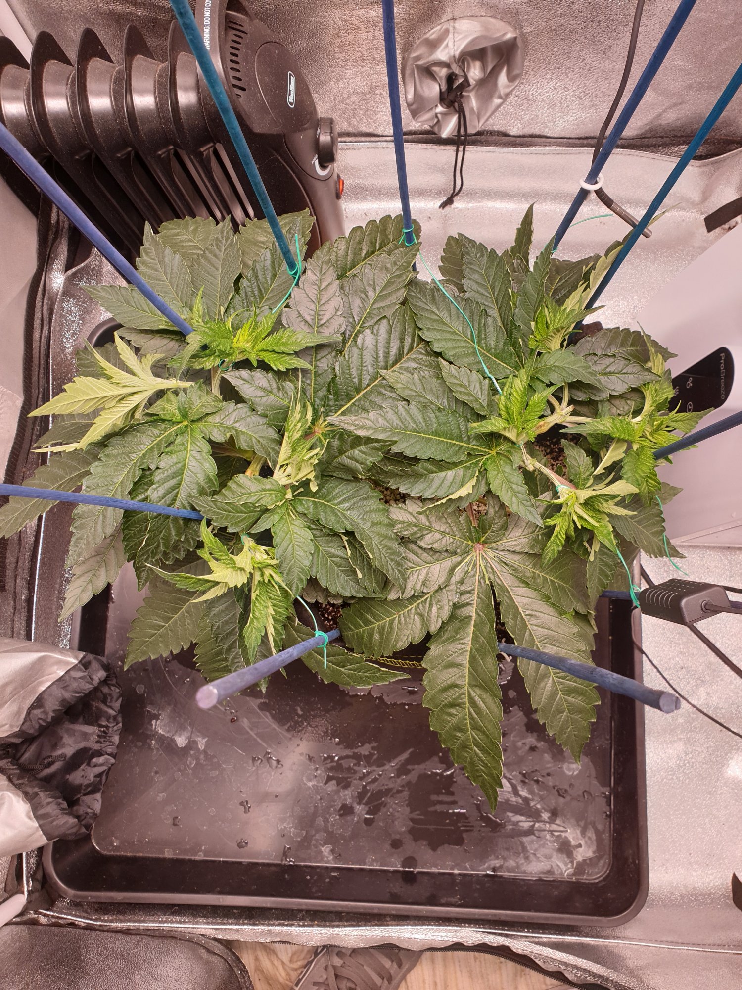 Help please new ish grower after some advice 3