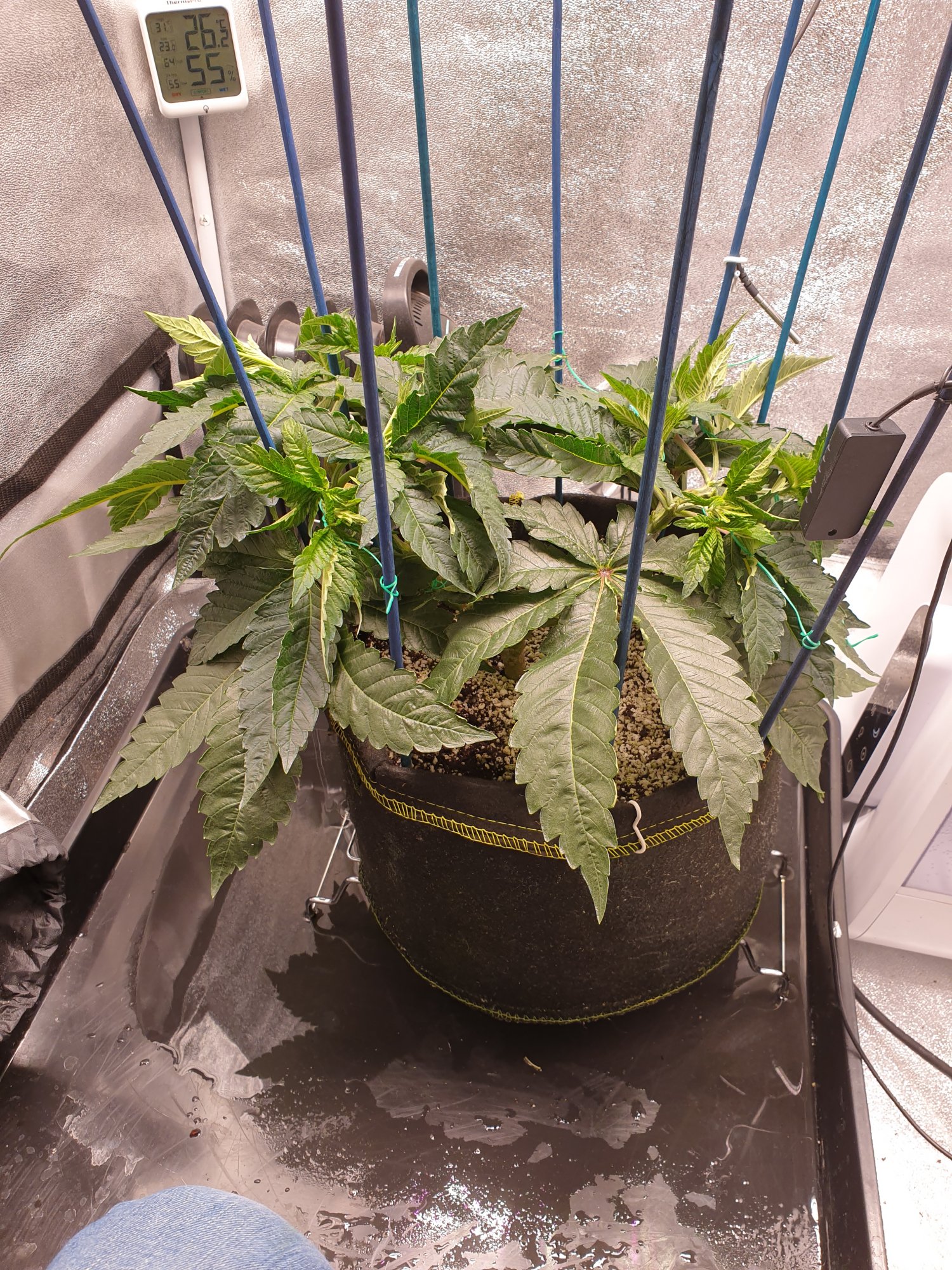 Help please new ish grower after some advice 4