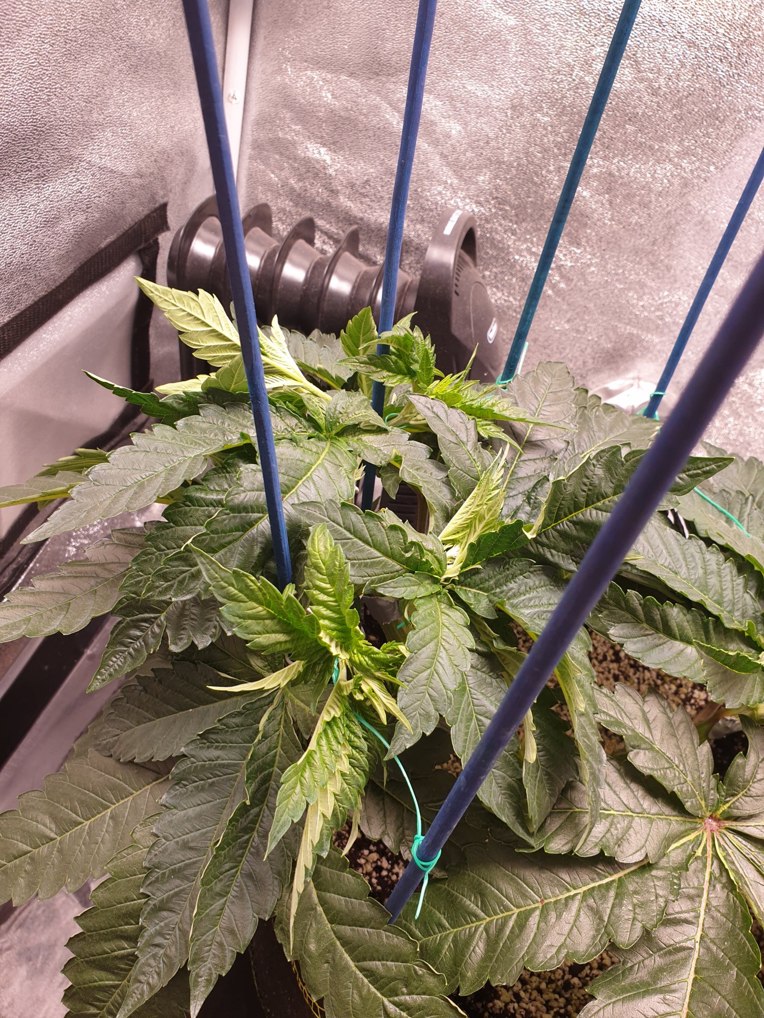 Help please new ish grower after some advice