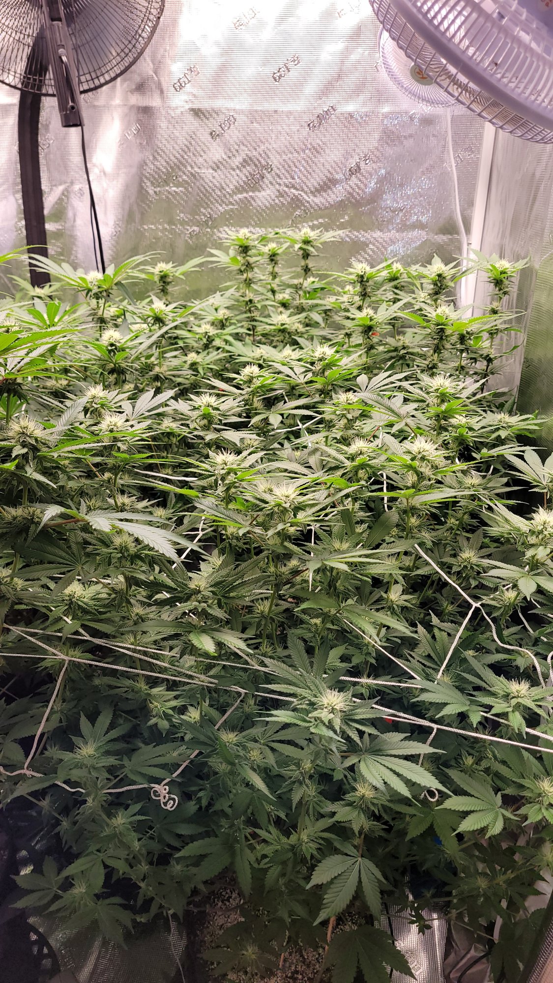 Help please not sure what healthynormal plants should look like 10