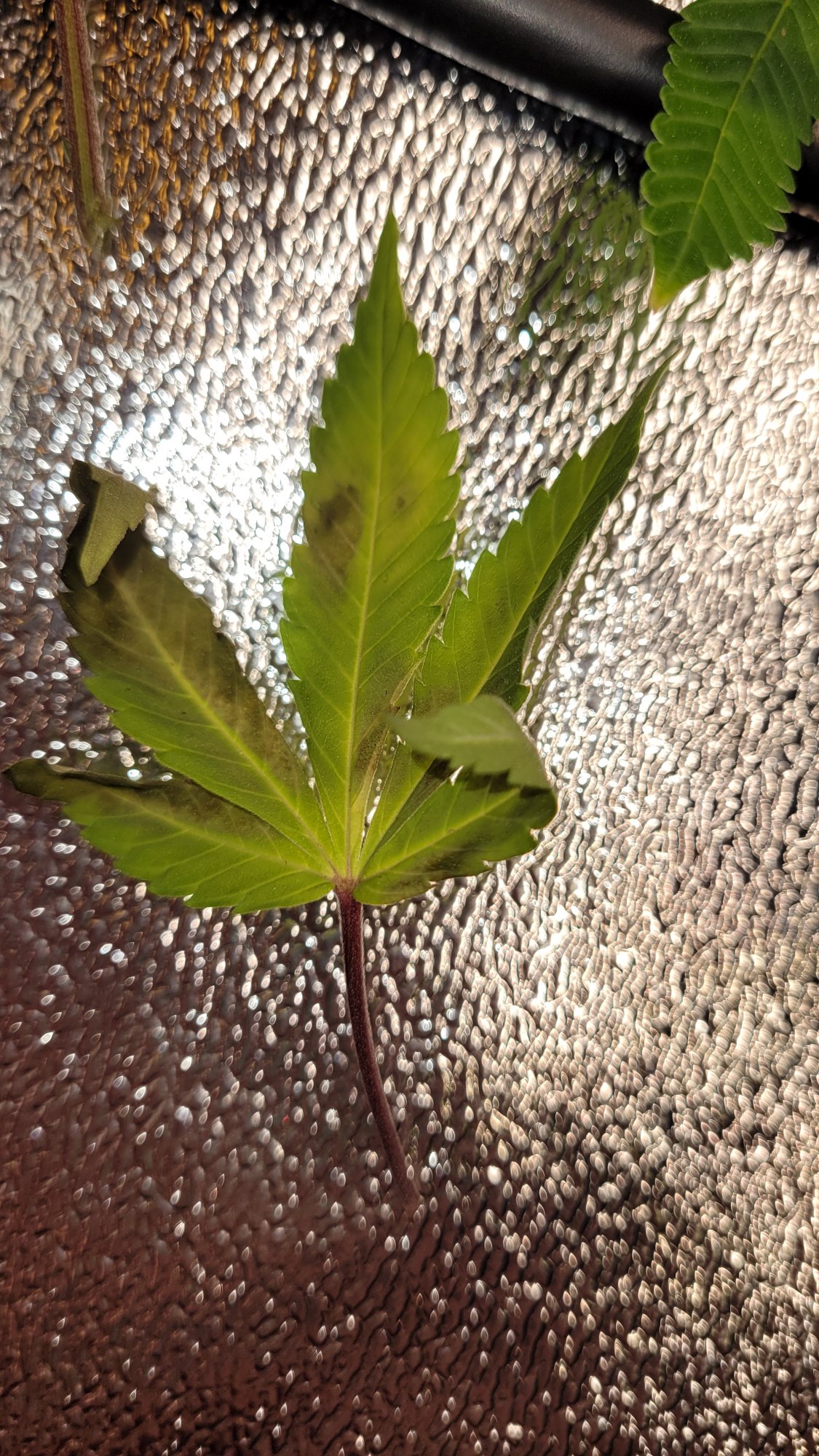 Help please not sure what healthynormal plants should look like 12