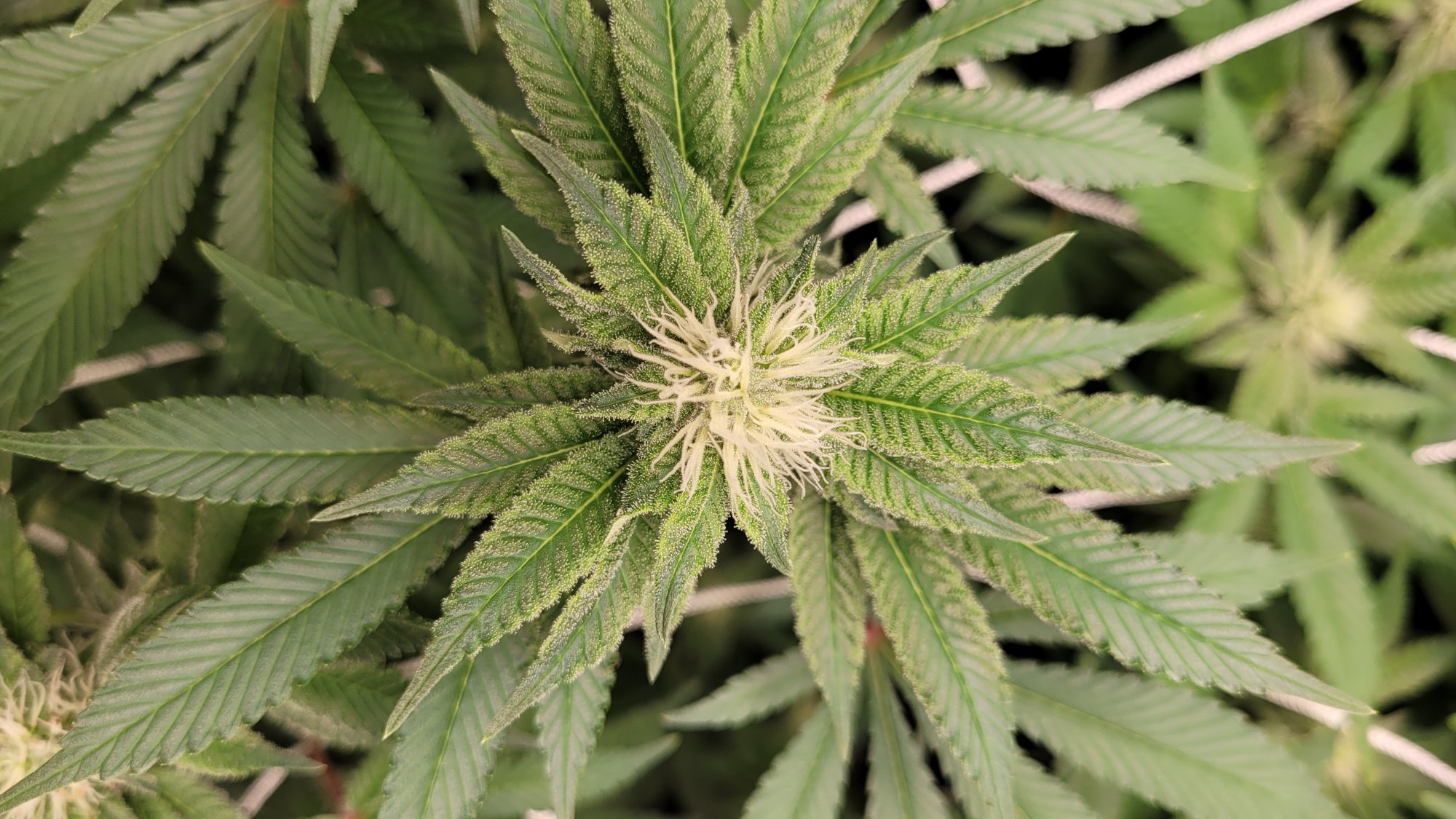 Help please not sure what healthynormal plants should look like 15